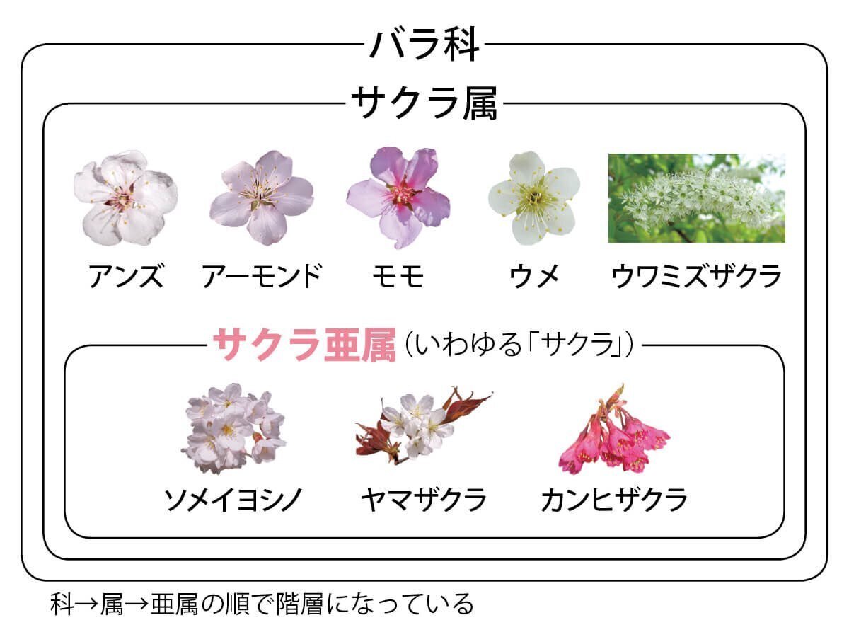日本のサクラの種類と見分けかた 自生のサクラと栽培品種｜ブンイチ