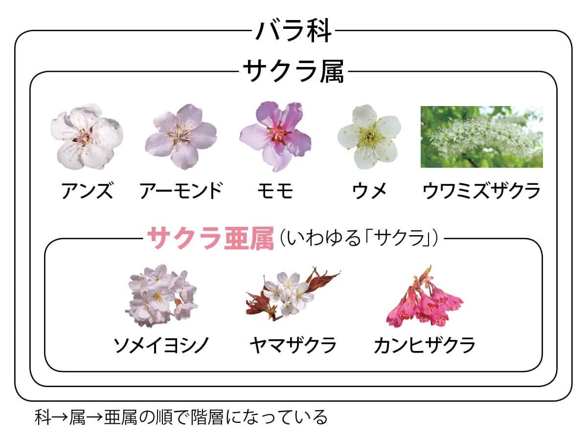  日本のサクラの種類と見分けかた 自生のサクラと栽培品種｜ブンイチ（文一総合出版） 