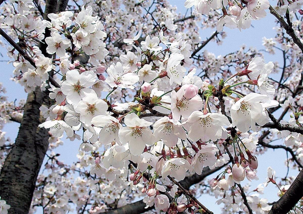 日本のサクラの種類と見分けかた 自生のサクラと栽培品種｜ブンイチ