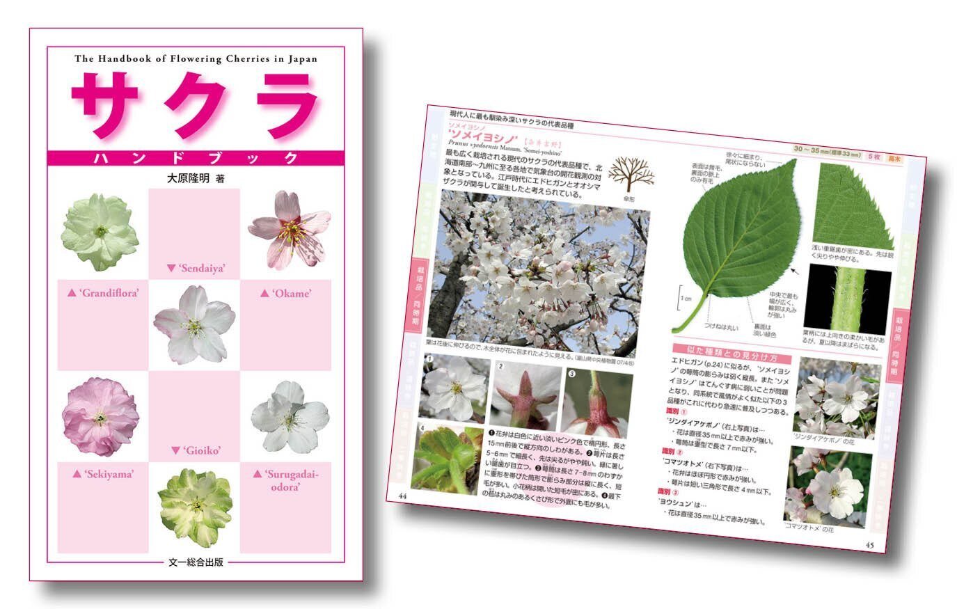 日本のサクラの種類と見分けかた 自生のサクラと栽培品種｜ブンイチ