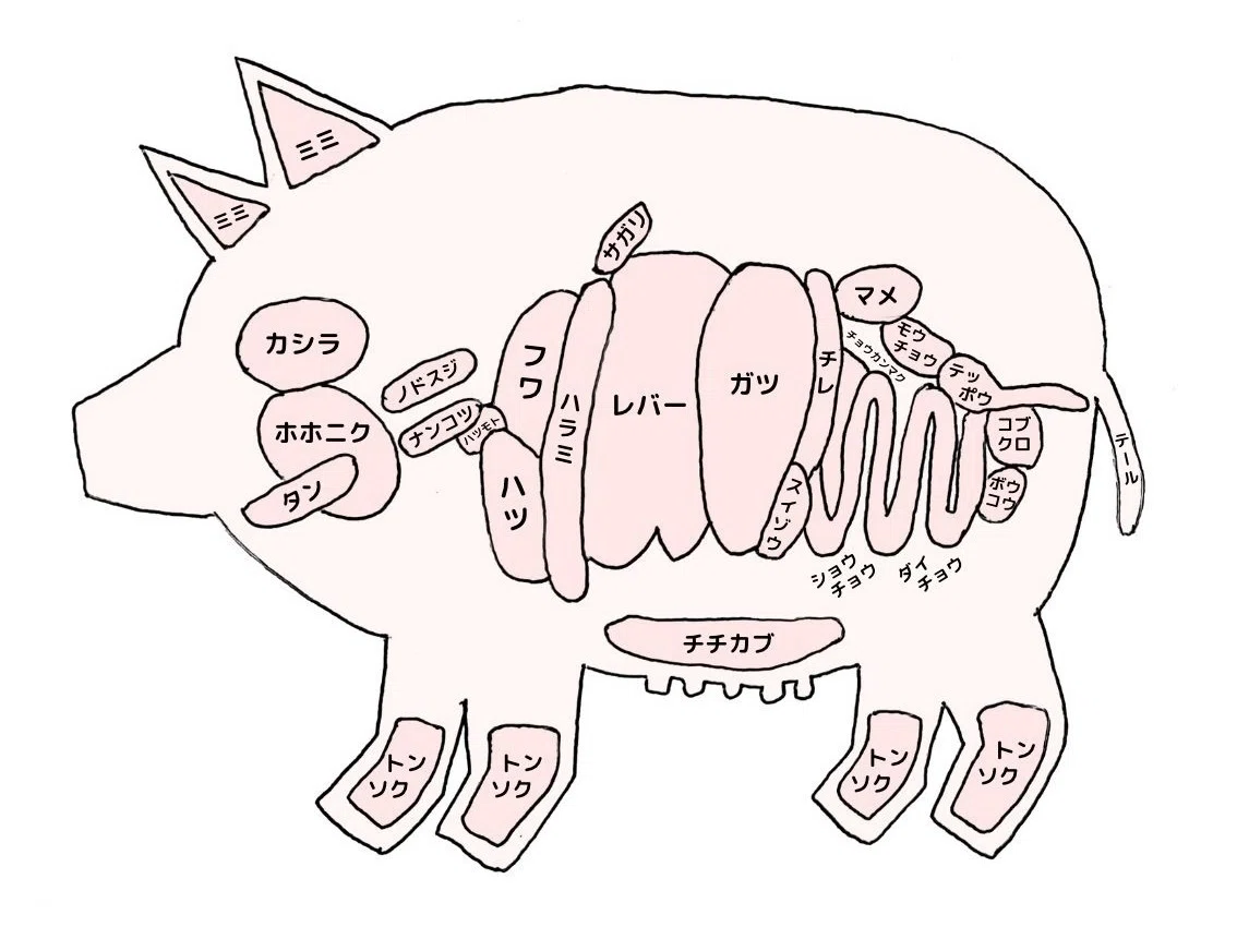 焼肉マニアのための『究極の牛豚ホルモン図解』描いてみた！｜ホルモン