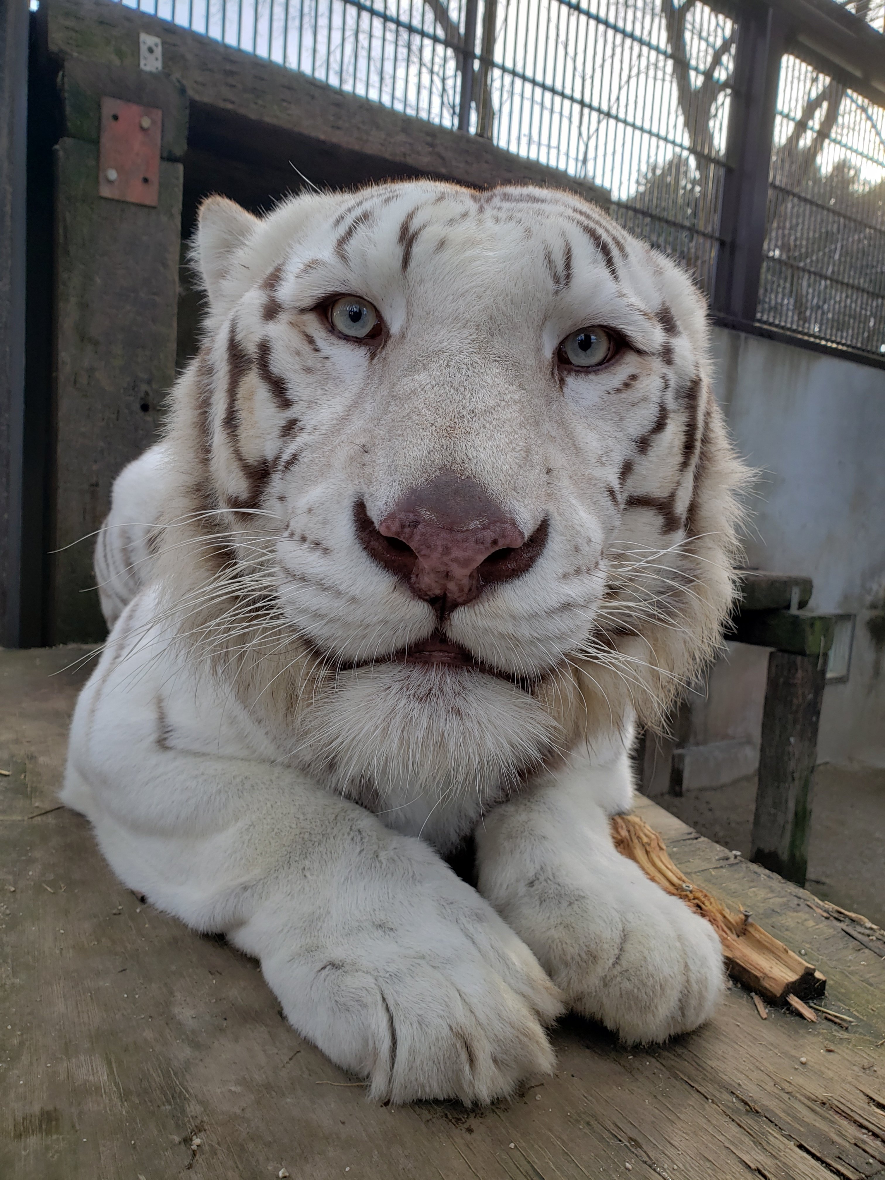 宇都宮動物園 presents《✨支援で推し活✨》第三弾‼ホワイトタイガーの