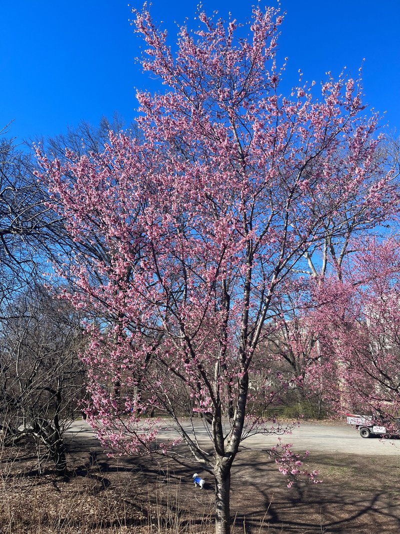 ニューヨーク滞在日誌day4 セントラルパーク散策｜仁科隼人