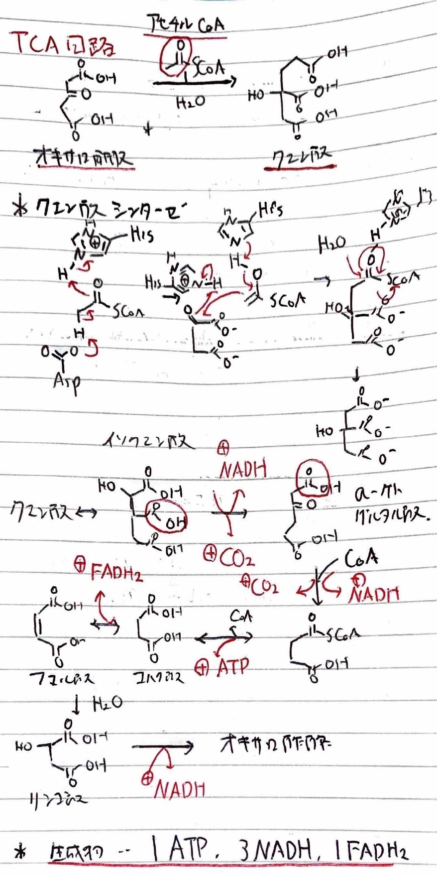 薬剤師国家試験を精読する#63（薬物の吸収）｜Writer_Rinka