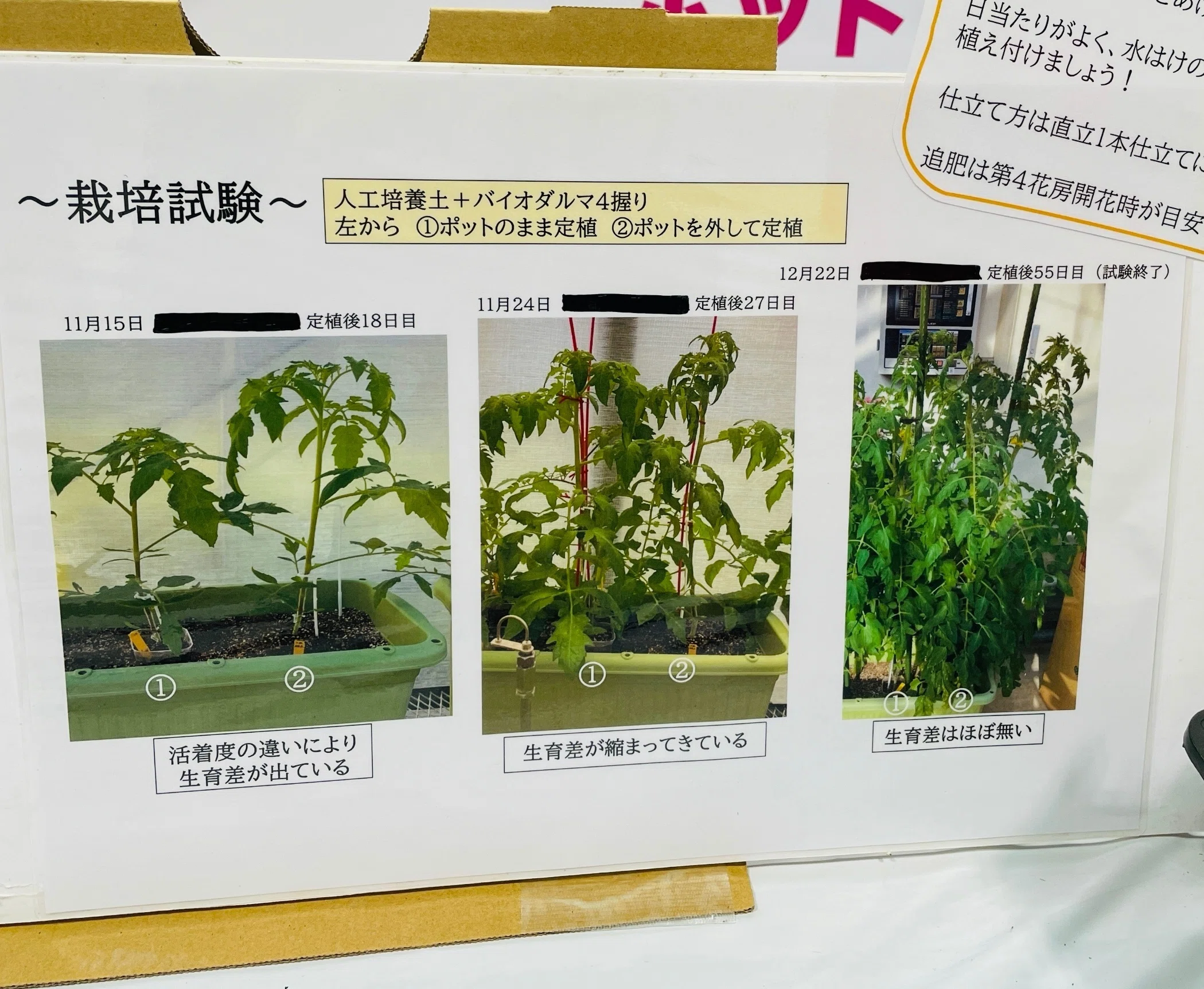 育成環境と出品予定の植物です。 リコピンリッチなトマトを、サステナブルなポットで育てる！？｜カネカ