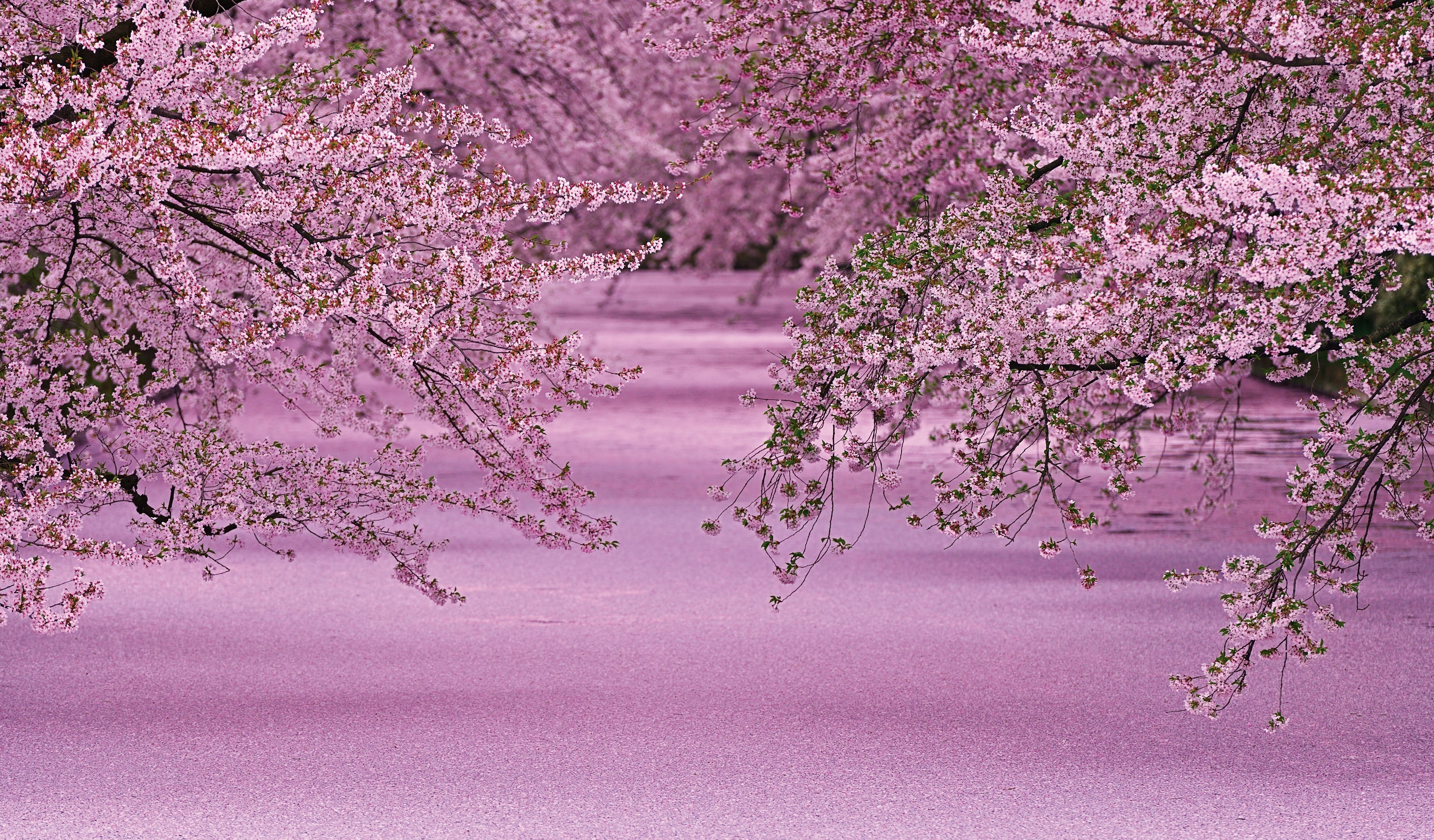 歌人・穂村弘さんと短歌の桜めぐり｜ほんのひととき