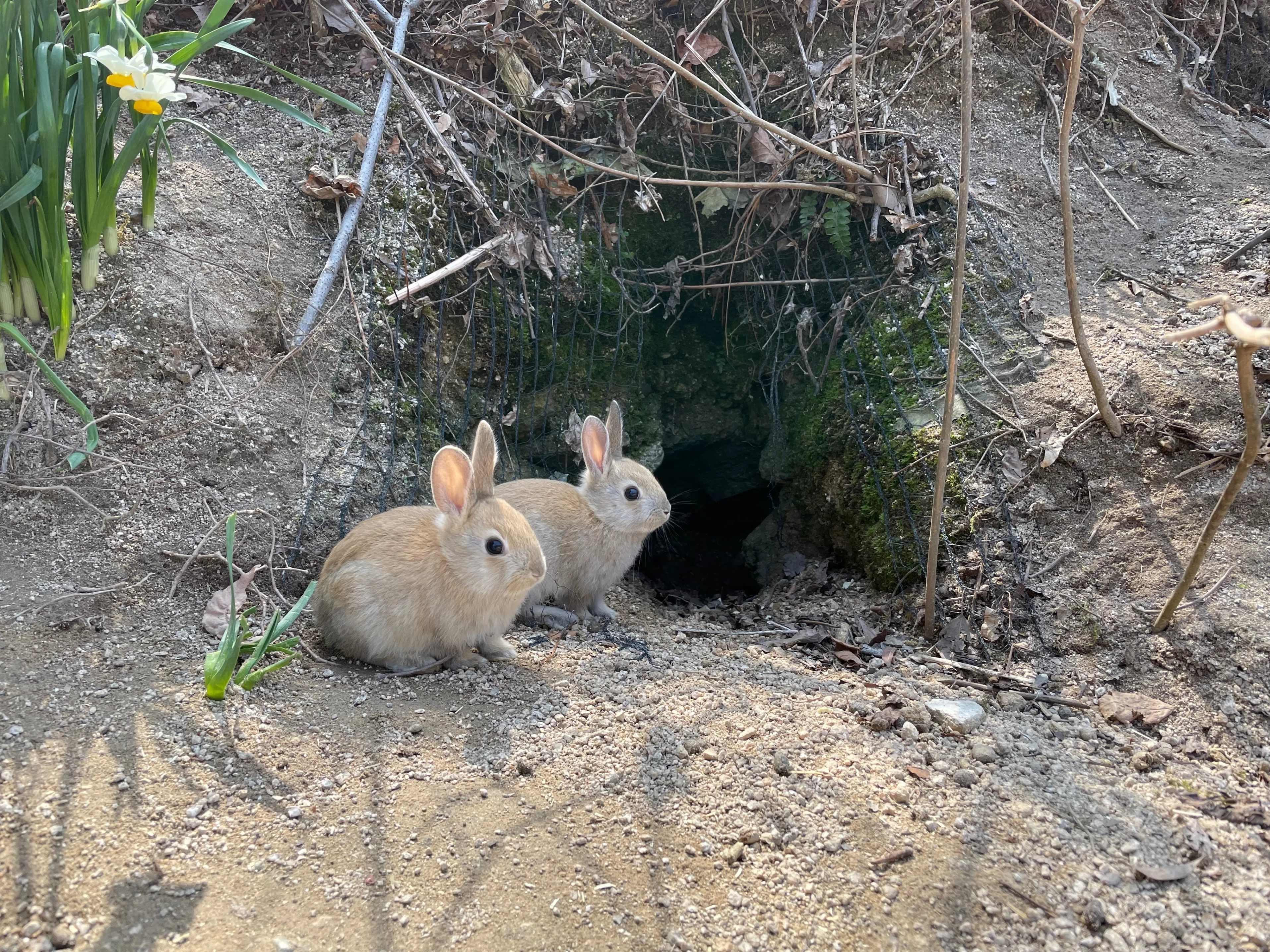 うさぎ様ご確認用 大久野島にうさぎを見に行った｜NJRecalls