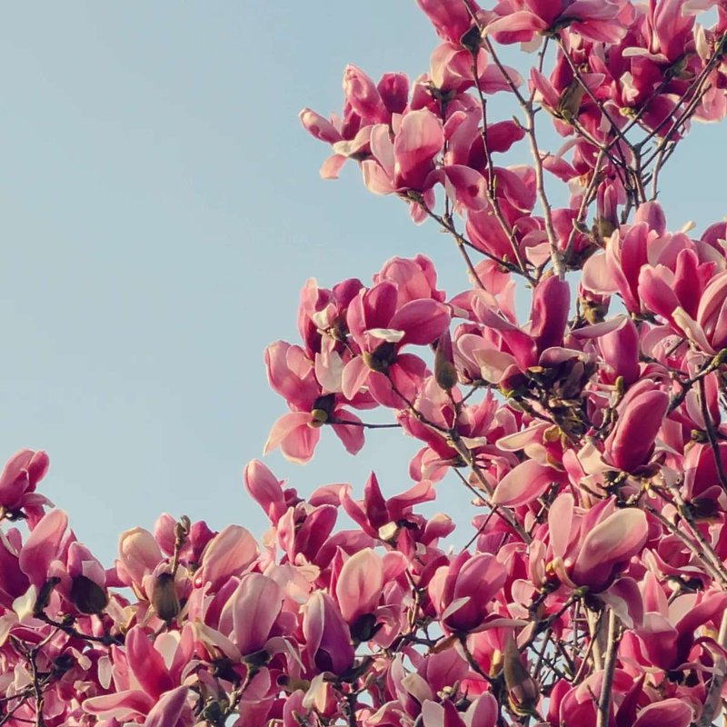 木蓮(Magnolia) おおぶりで荘厳な花。深い紫から桃、白とグラデイションが美しい。爽やかだが華やぐ香りを放つ。
