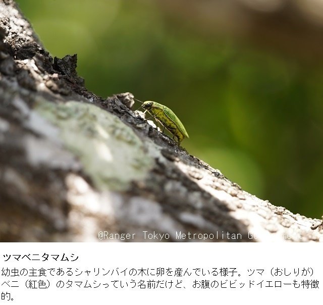 小笠原諸島 都レンジャー写真ギャラリー（第1回：昆虫編）｜都レンジャー（小笠原）