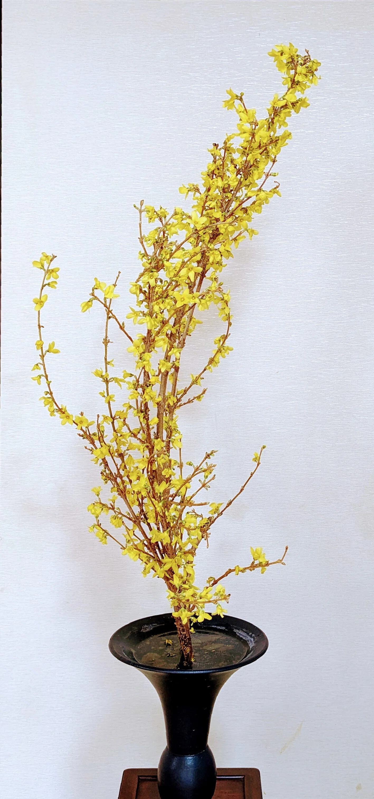 生け花｜みつばちまぁや｜note