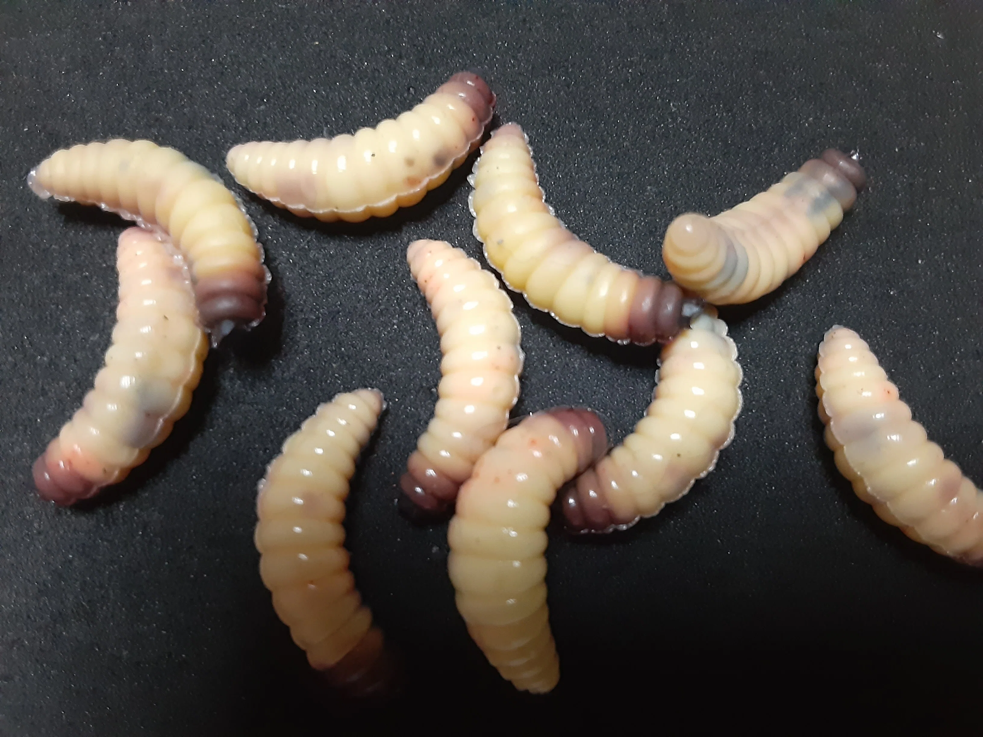 渓流餌箱川虫、ブドウ虫入れに たっく 渓流餌箱川虫、ブドウ虫入れに たっく