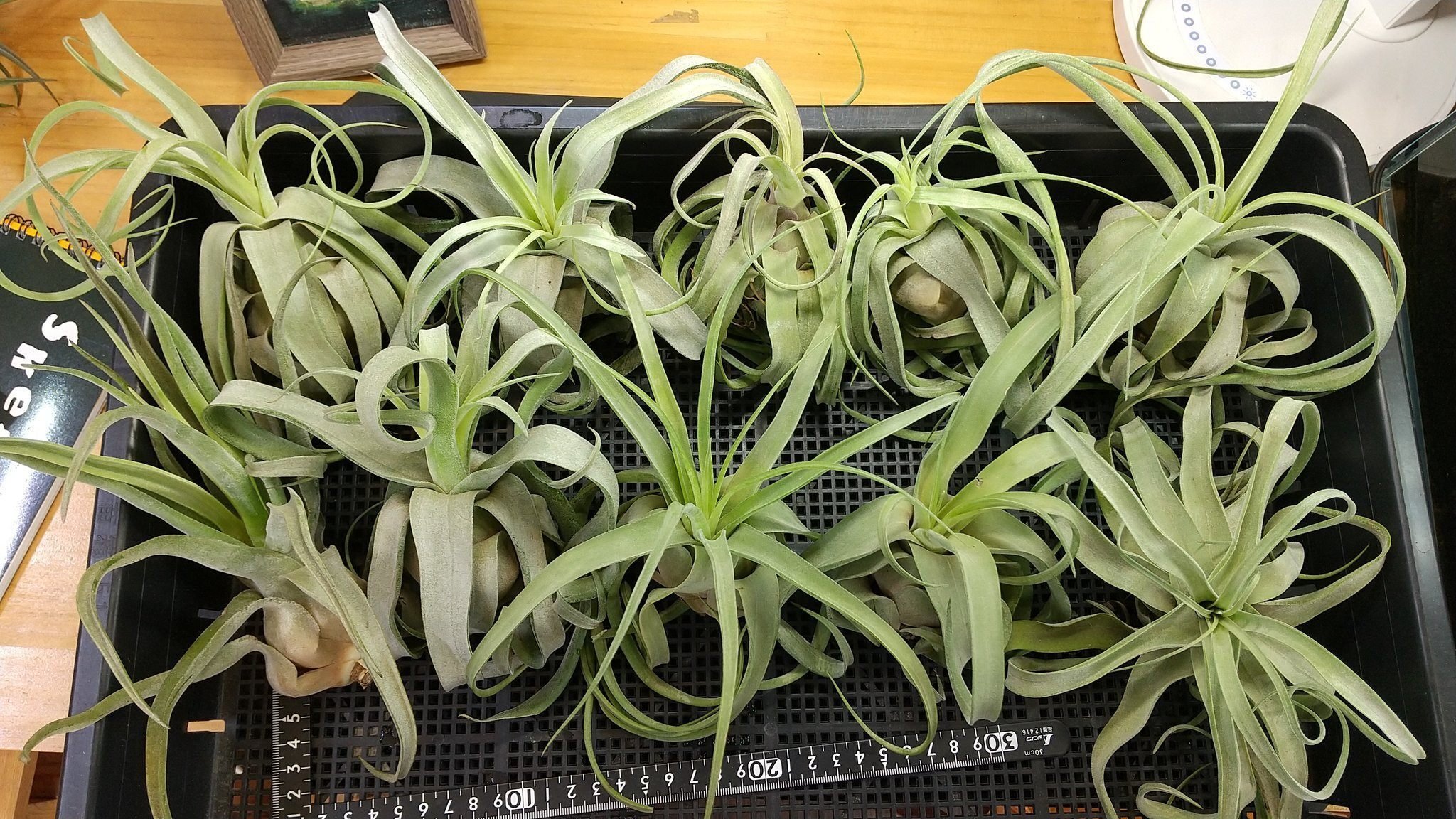 チランジア入荷リスト3/3｜NatureGarden🌿神田