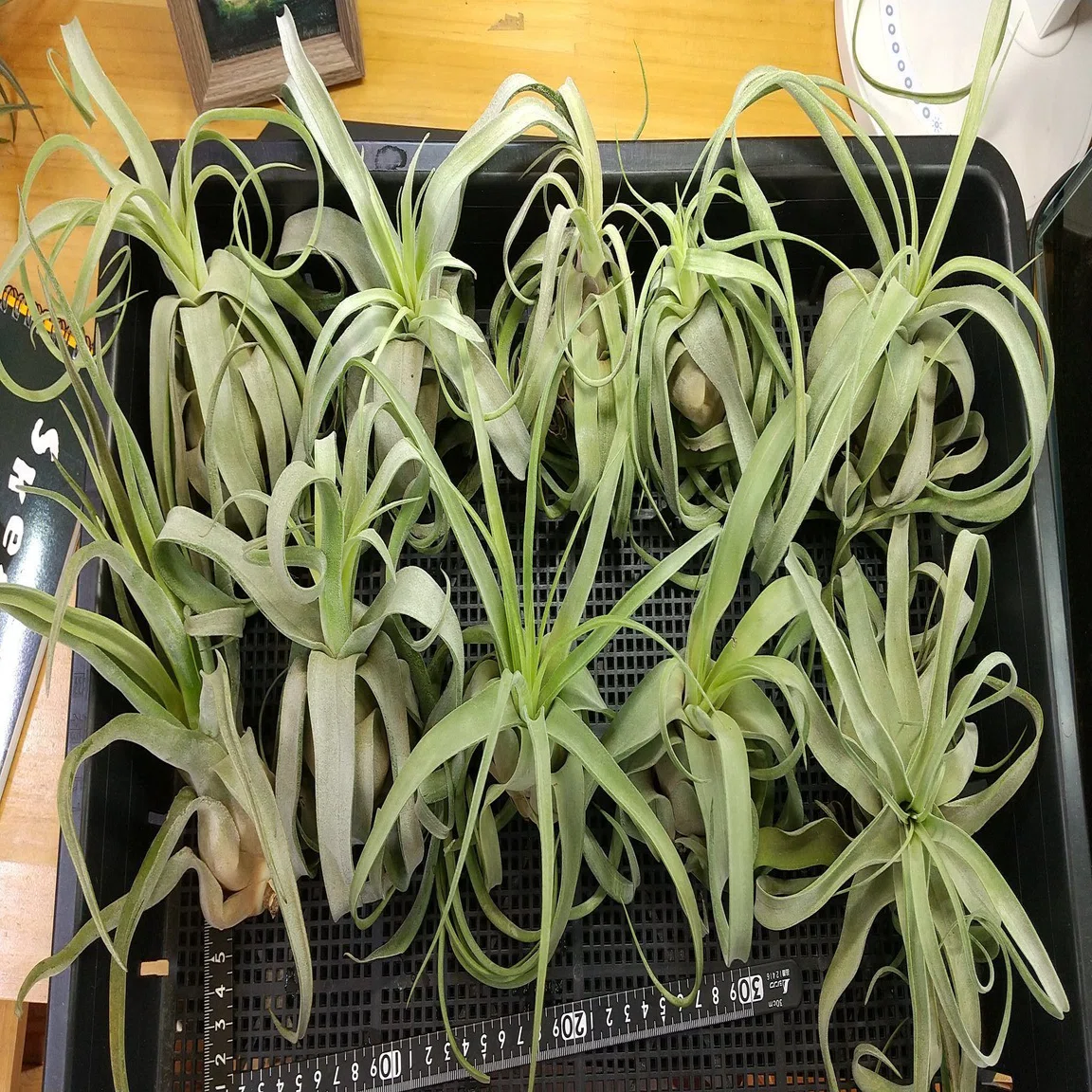 チランジア入荷リスト3/3｜NatureGarden🌿神田