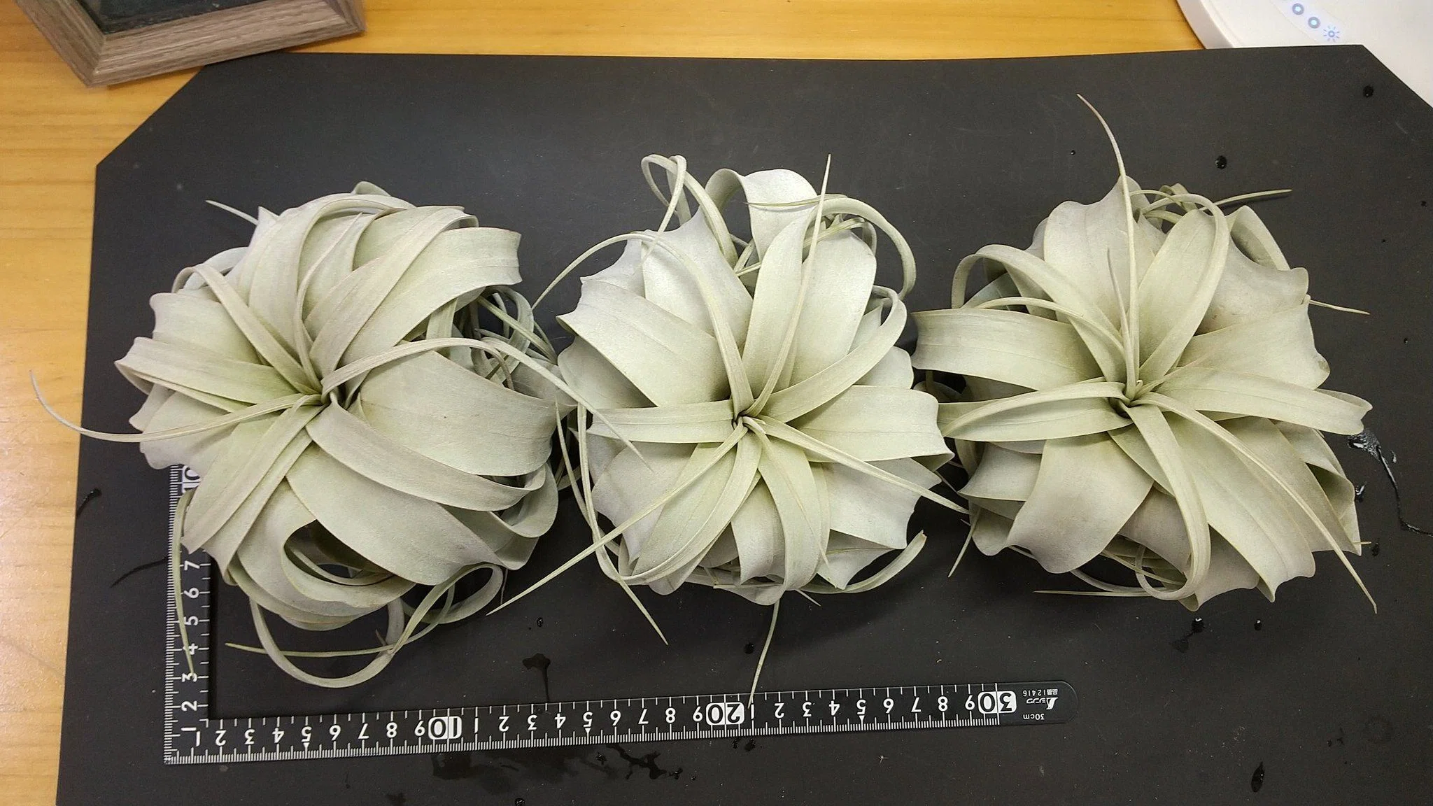 Tillandsia Hasei 速達発送