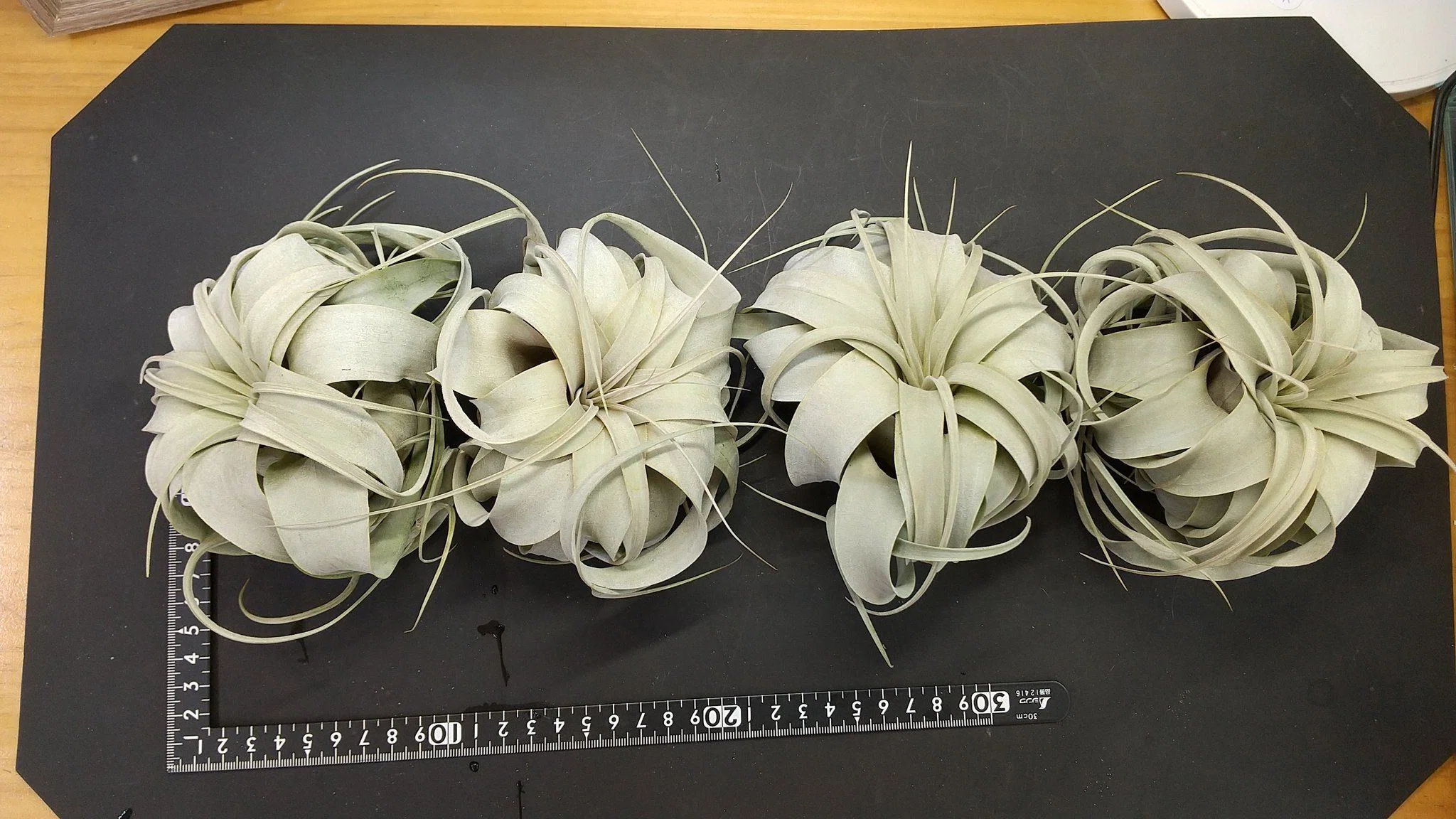チランジア入荷リスト3/3｜NatureGarden🌿神田