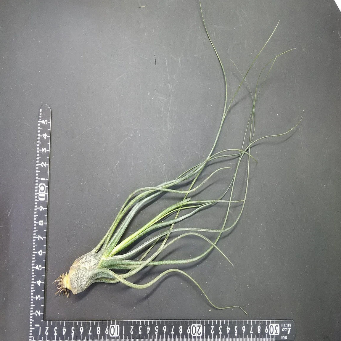 チランジア入荷リスト3/3｜NatureGarden🌿神田