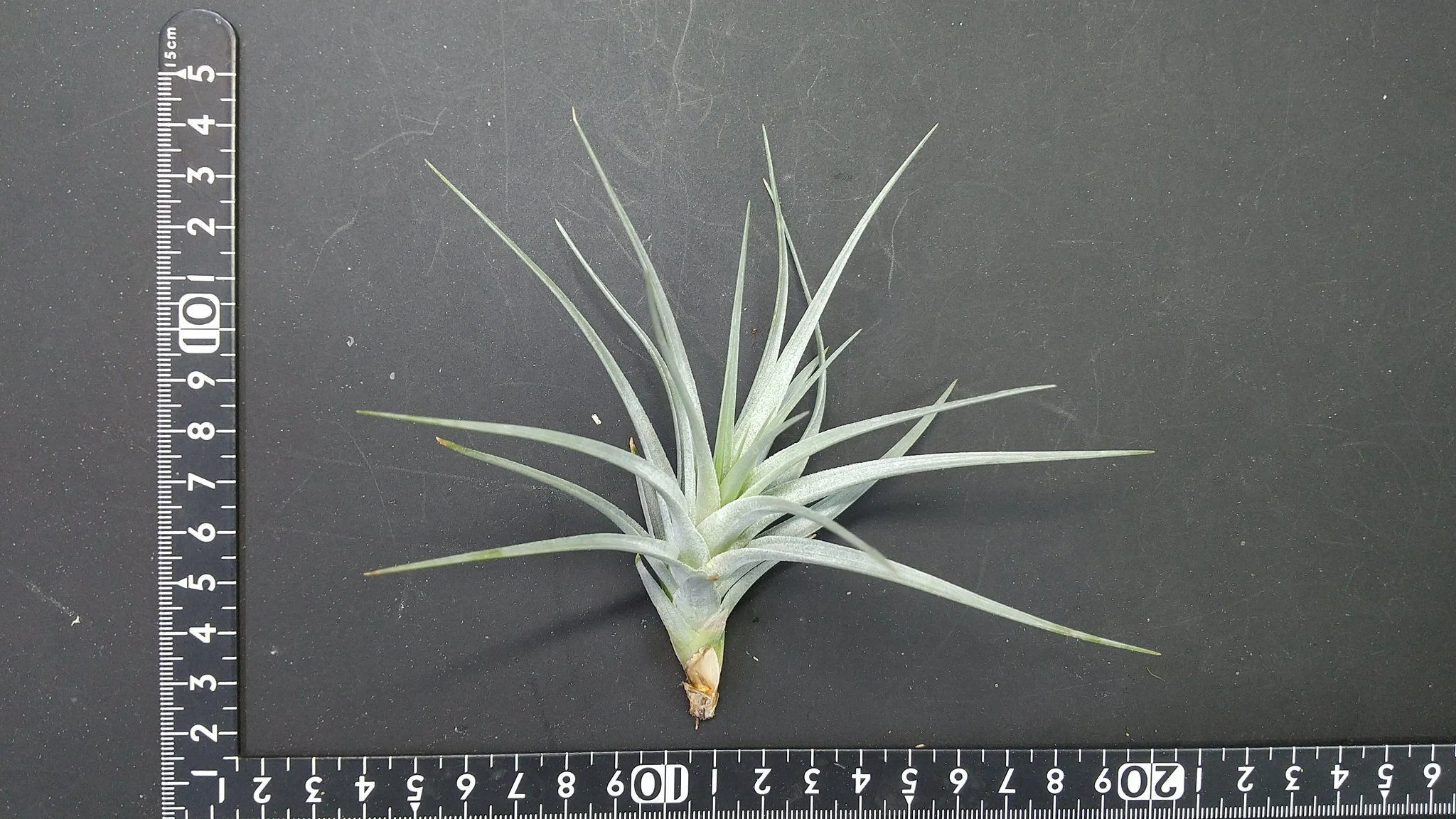 チランジア入荷リスト3/3｜NatureGarden🌿神田