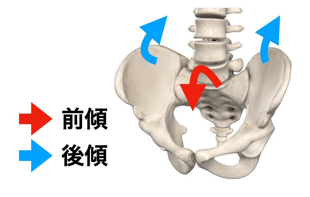 仙腸関節の理学療法評価2023｜理学療法士による臨床のためのnote