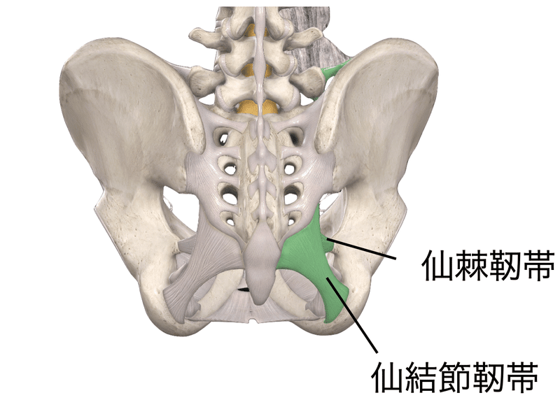 仙腸関節の理学療法評価2023｜理学療法士による臨床のためのnote