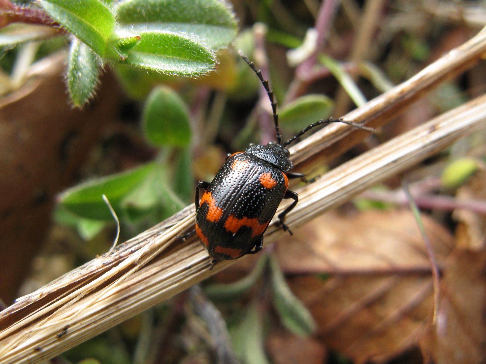 かつての里山に暮らす動植物 その3～虫たち④～｜森中遊助