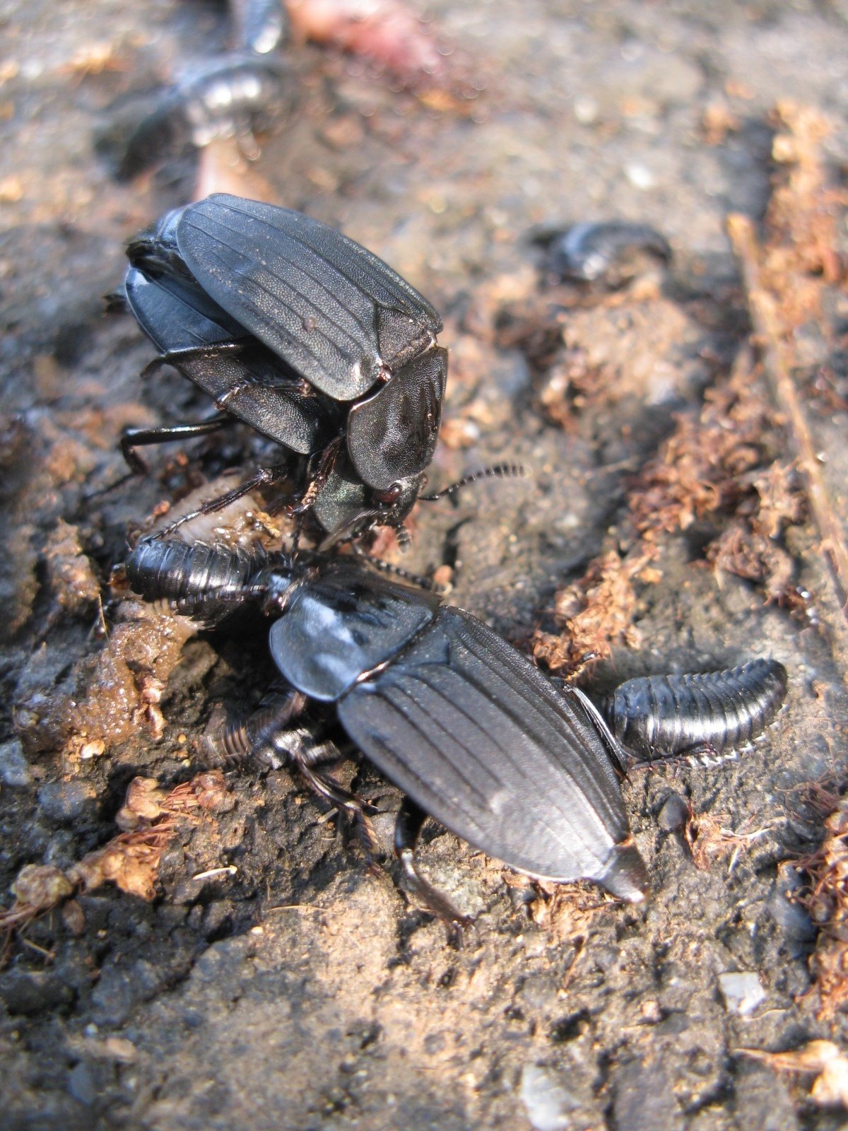 かつての里山に暮らす動植物 その3～虫たち④～｜森中遊助