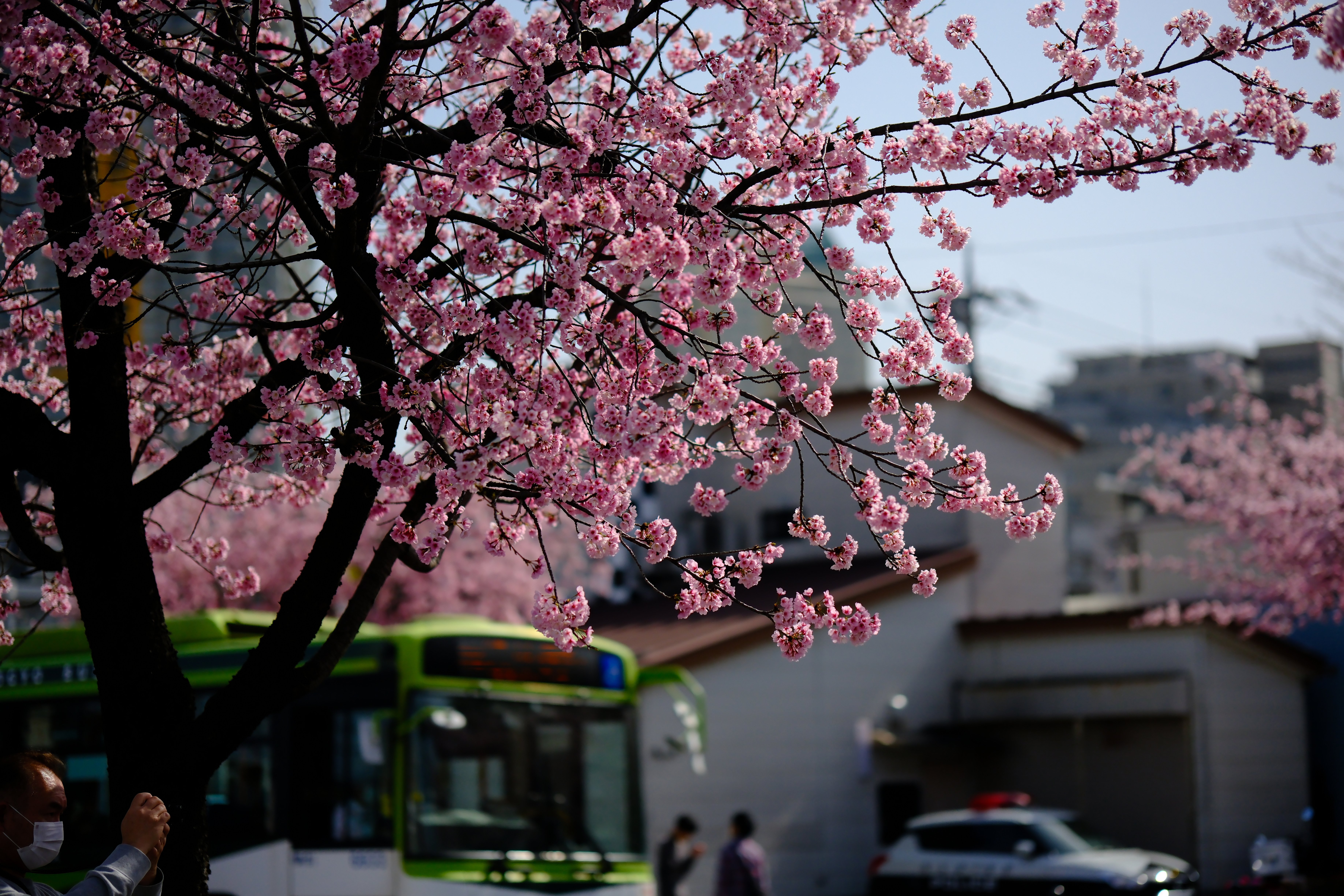 X-T5とXF56mmF1.2WRで安行桜スナップを #007_2303｜(´・ω・｀)