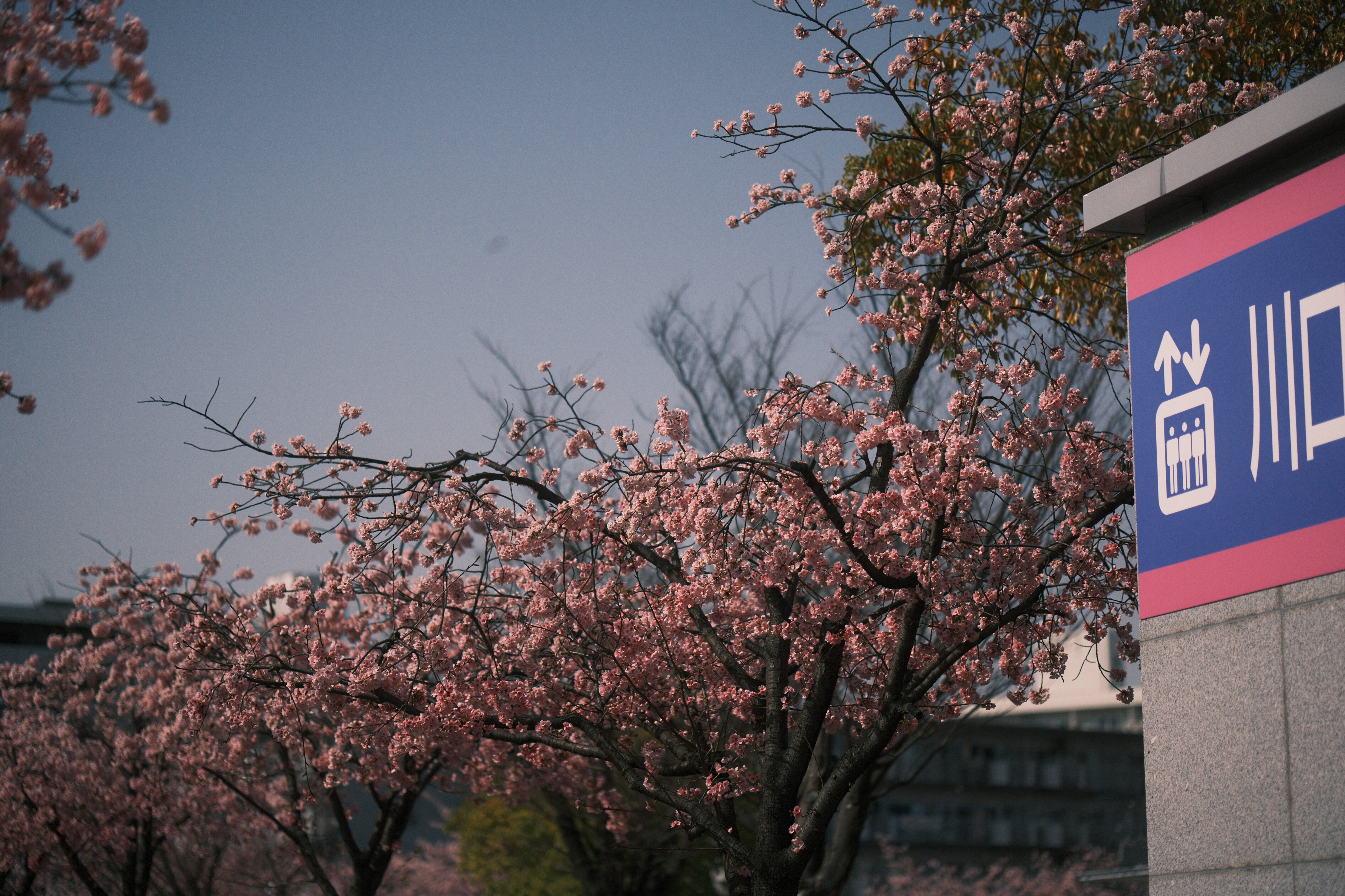X-T5とXF56mmF1.2WRで安行桜スナップを #007_2303｜(´・ω・｀)