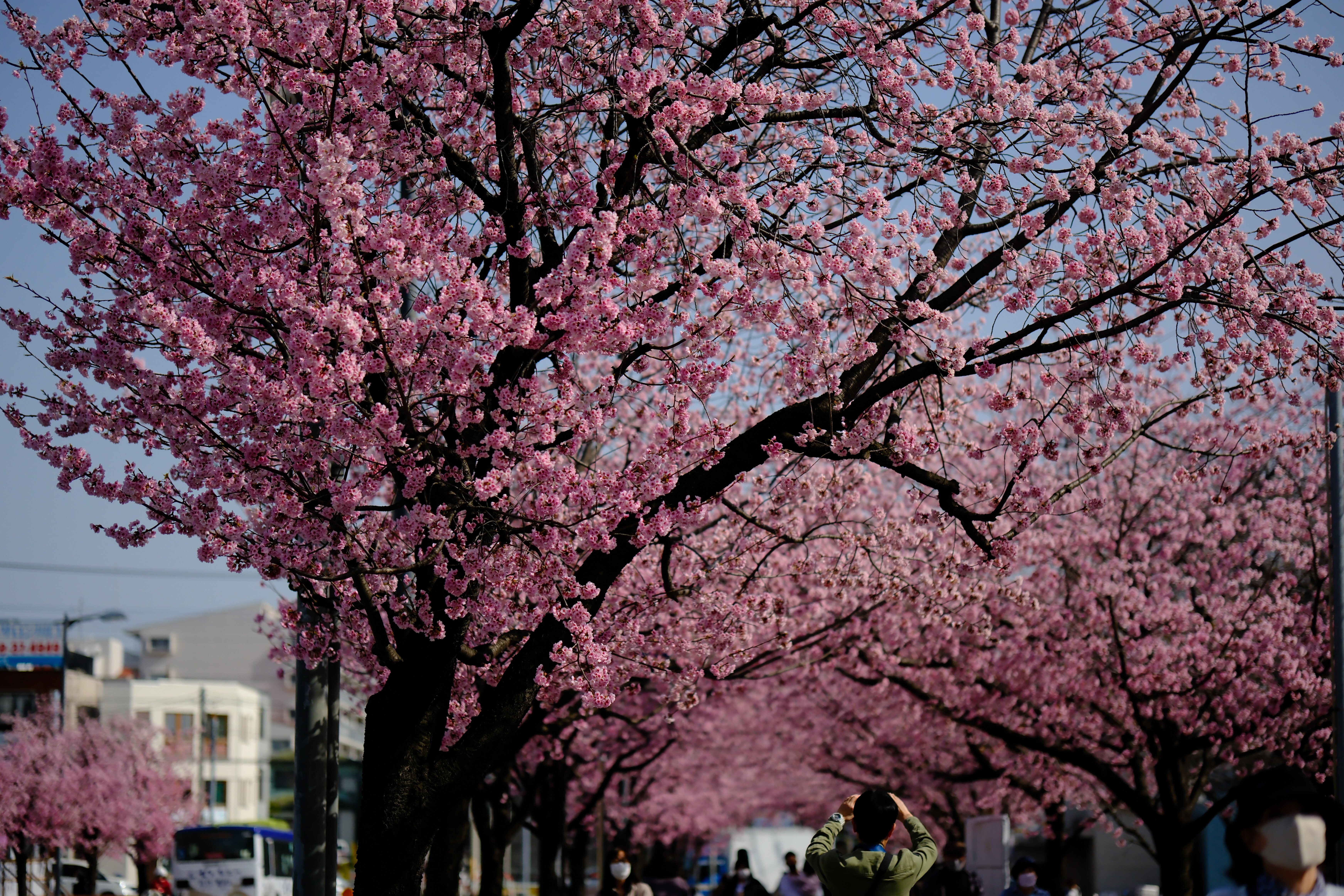 X-T5とXF56mmF1.2WRで安行桜スナップを #007_2303｜(´・ω・｀)