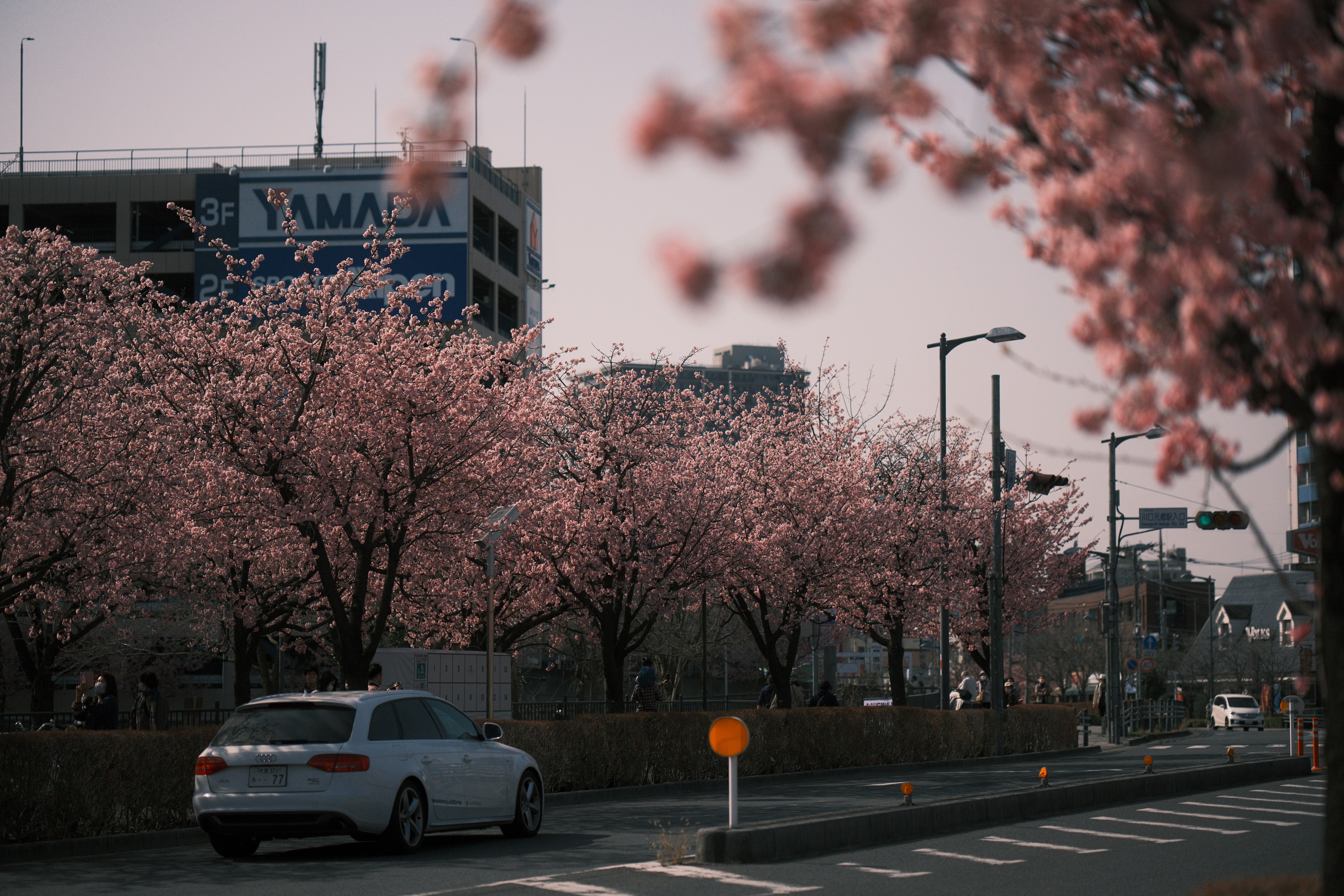 X-T5とXF56mmF1.2WRで安行桜スナップを #007_2303｜(´・ω・｀)