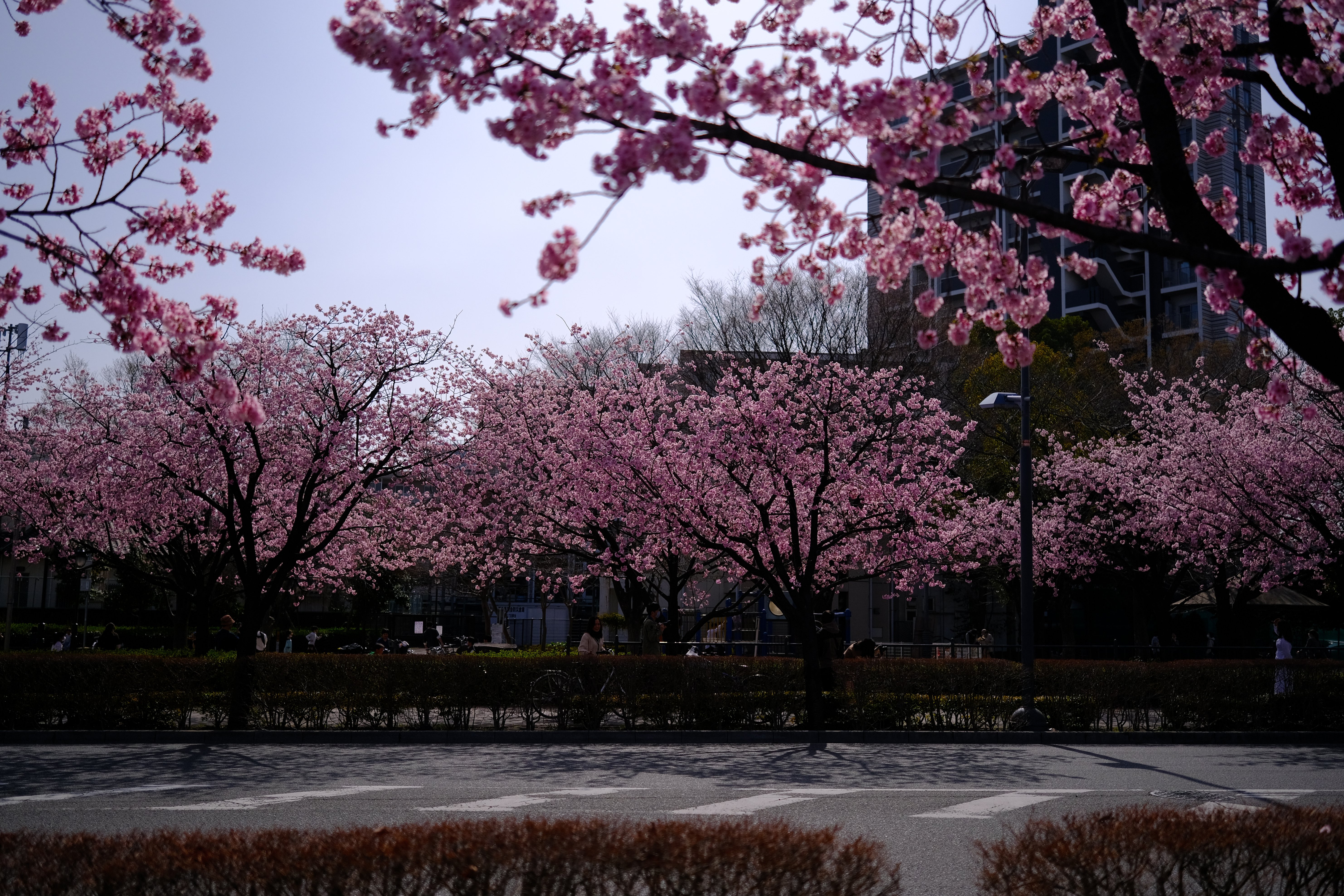 X-T5とXF56mmF1.2WRで安行桜スナップを #007_2303｜(´・ω・｀)