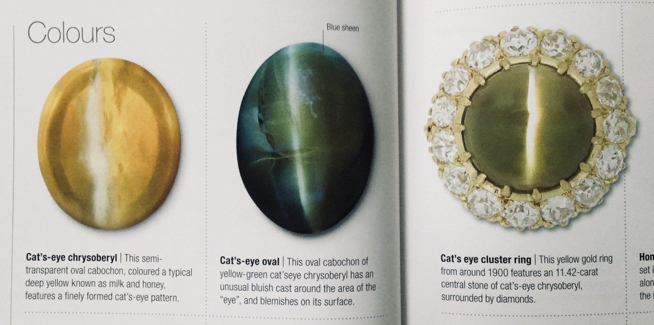 かがやく猫の瞳の深淵には・・・｜桂田祐介