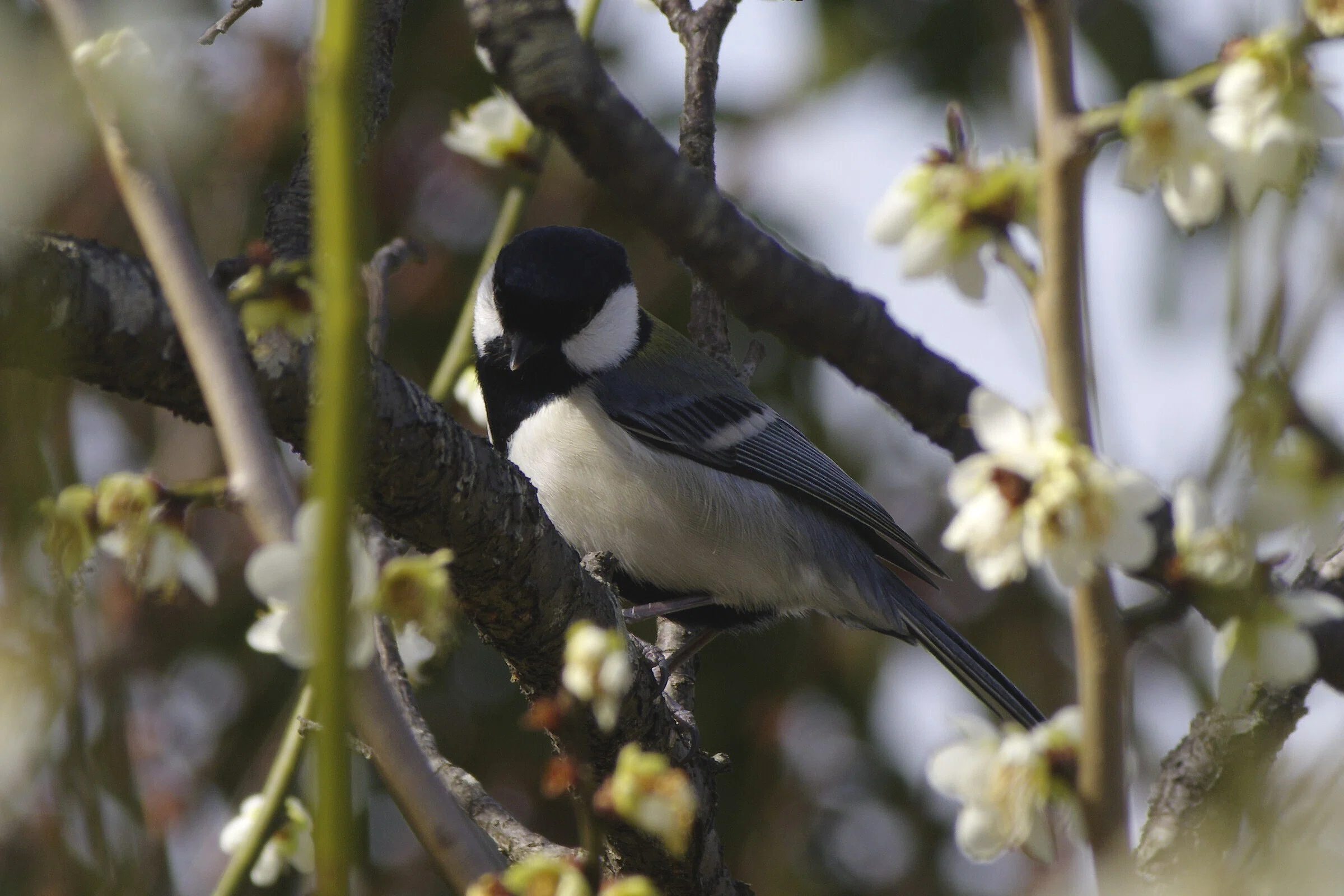 伝説の隠れED (J limited 01 / smc PENTAX-F 70-210mm)｜夢望庵 / Mubou-an