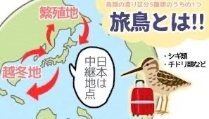 第2423回 鳥の渡りとは|翆野 大地