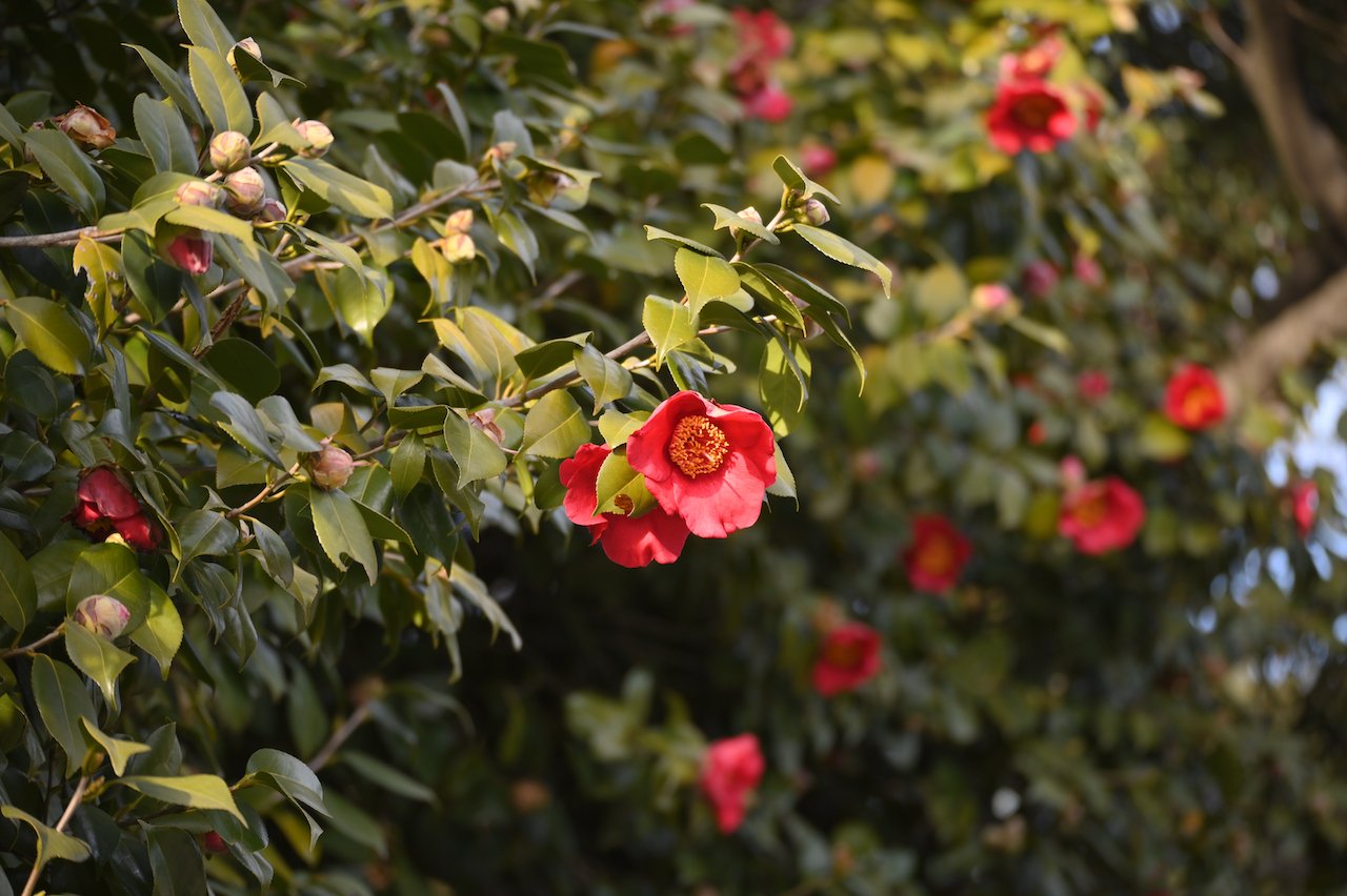 東京さんぽ／2023年3月 新宿御苑の梅林｜mitsuki sora