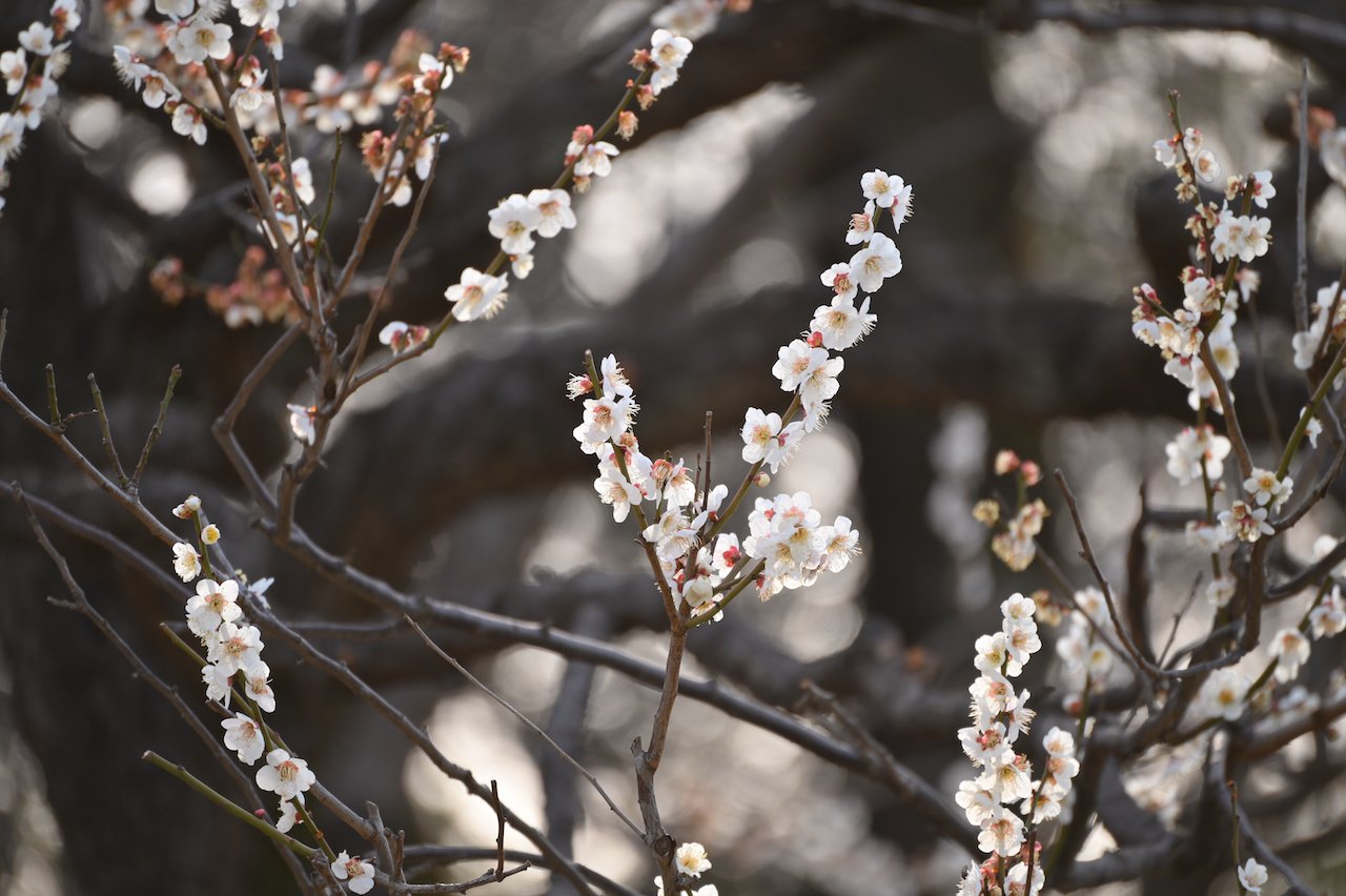 東京さんぽ／2023年3月 新宿御苑の梅林｜mitsuki sora