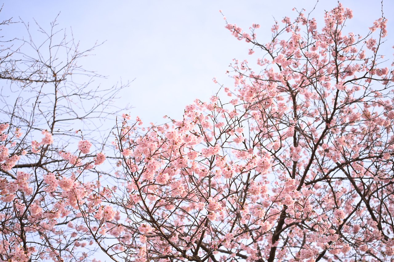 東京さんぽ／2023年3月 新宿御苑の梅林｜mitsuki sora