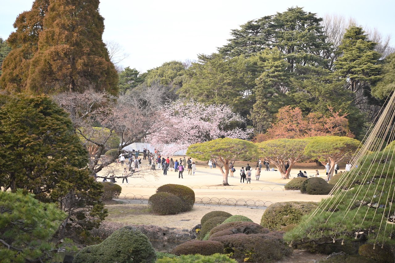 東京さんぽ／2023年3月 新宿御苑の梅林｜mitsuki sora