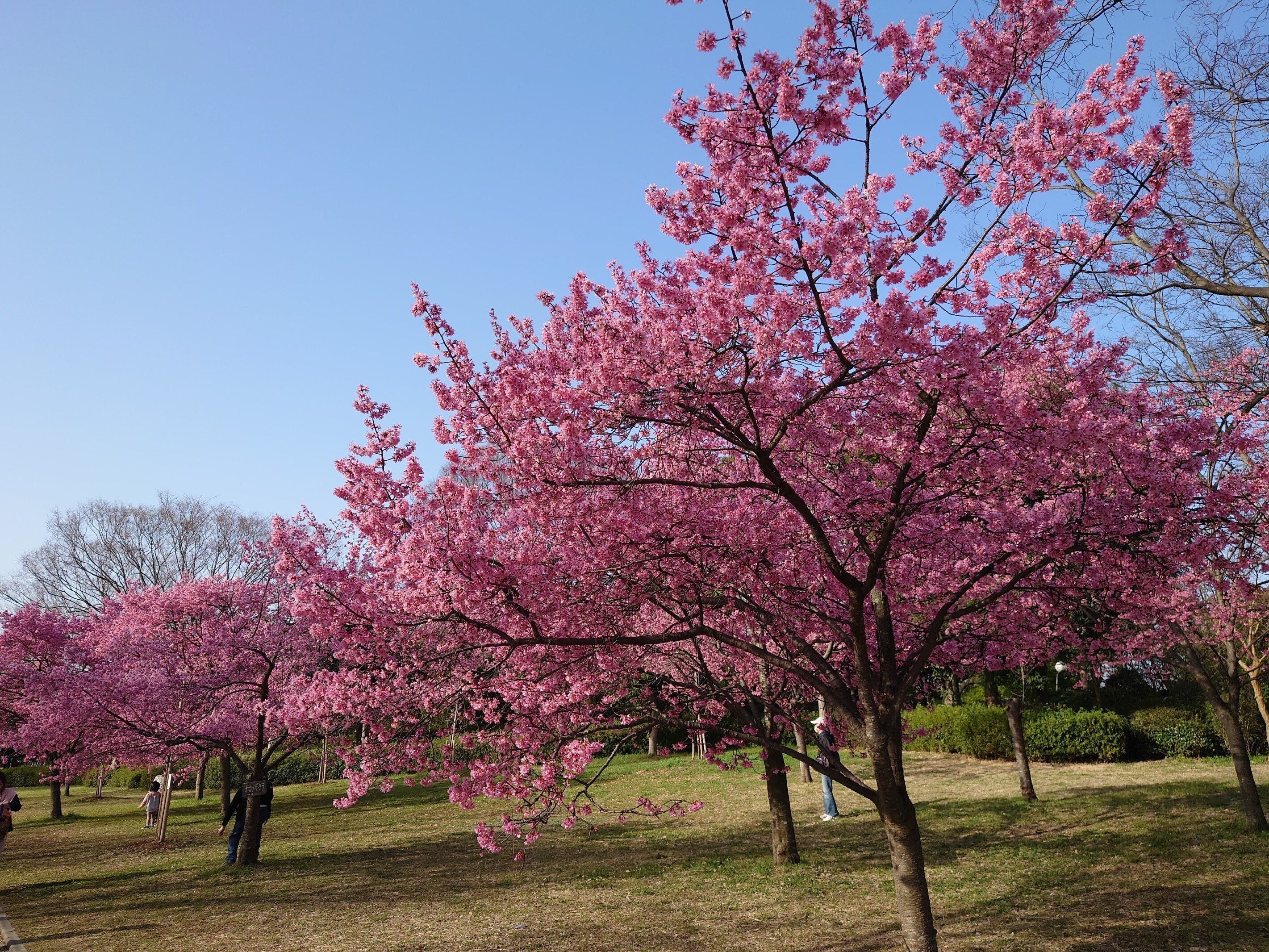 花博記念公園鶴見緑地2023年3月11日【早咲き桜】｜レタス