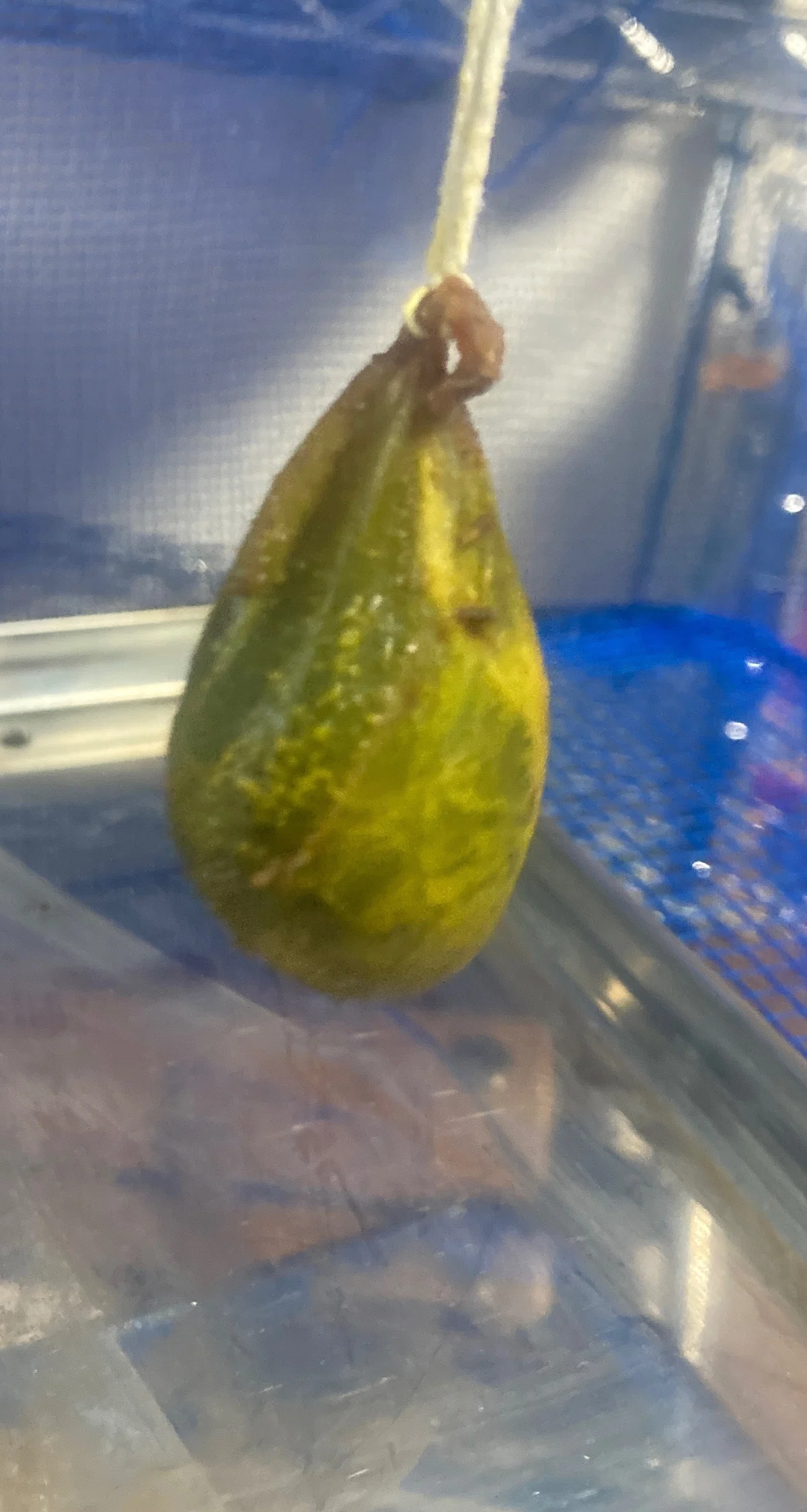 猪胆の作り方|縁里庵かつもと鍼灸院