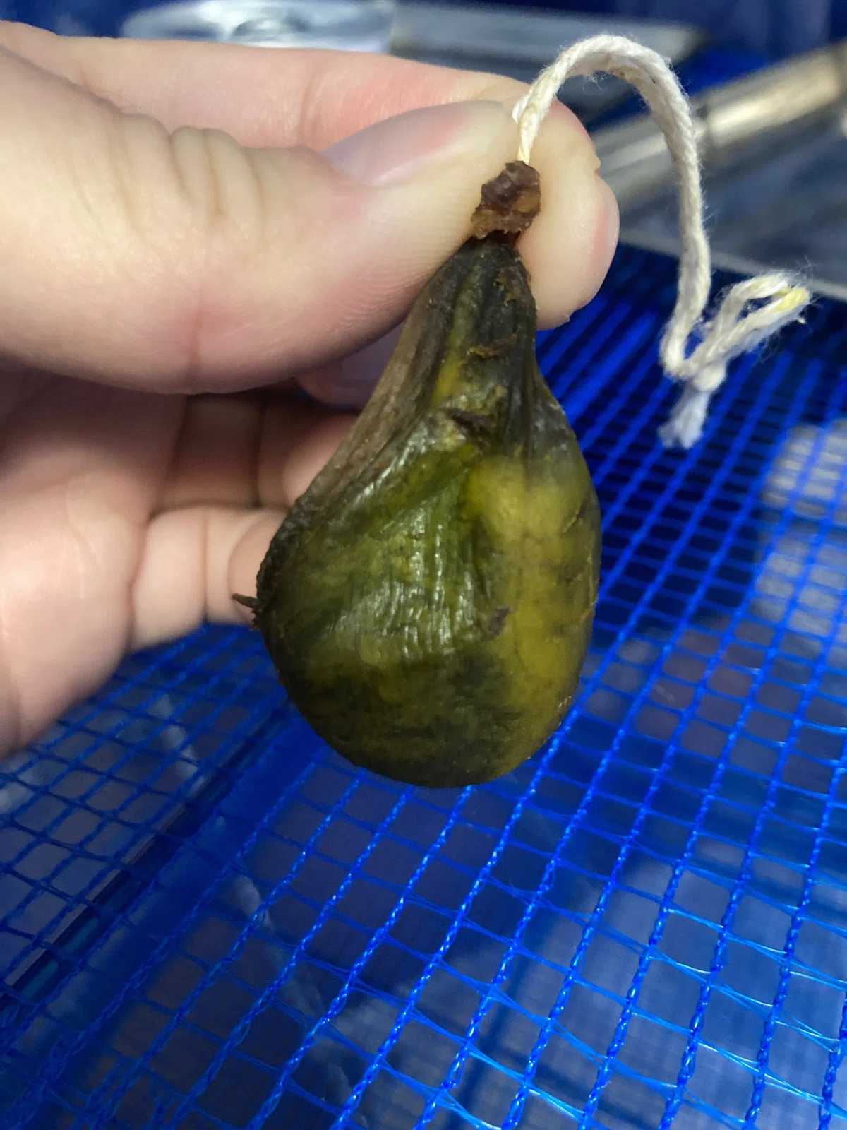 猪胆の作り方|縁里庵かつもと鍼灸院