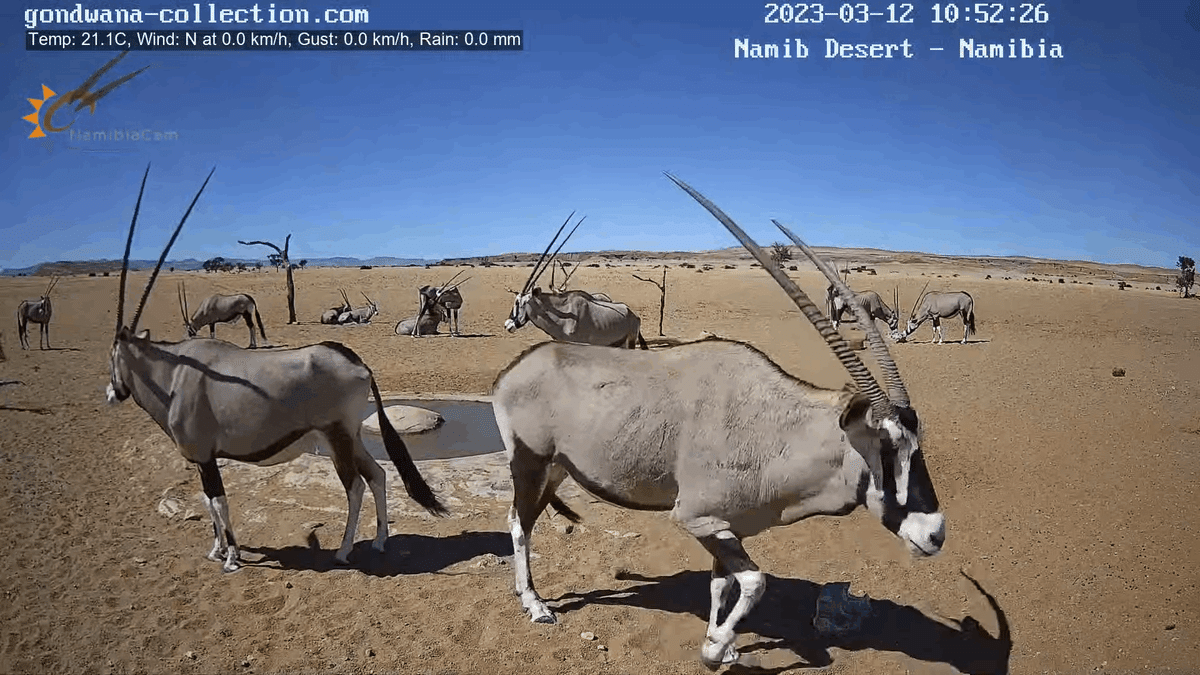 ナミブ砂漠 72時間観察記｜miho, image size:1200x675