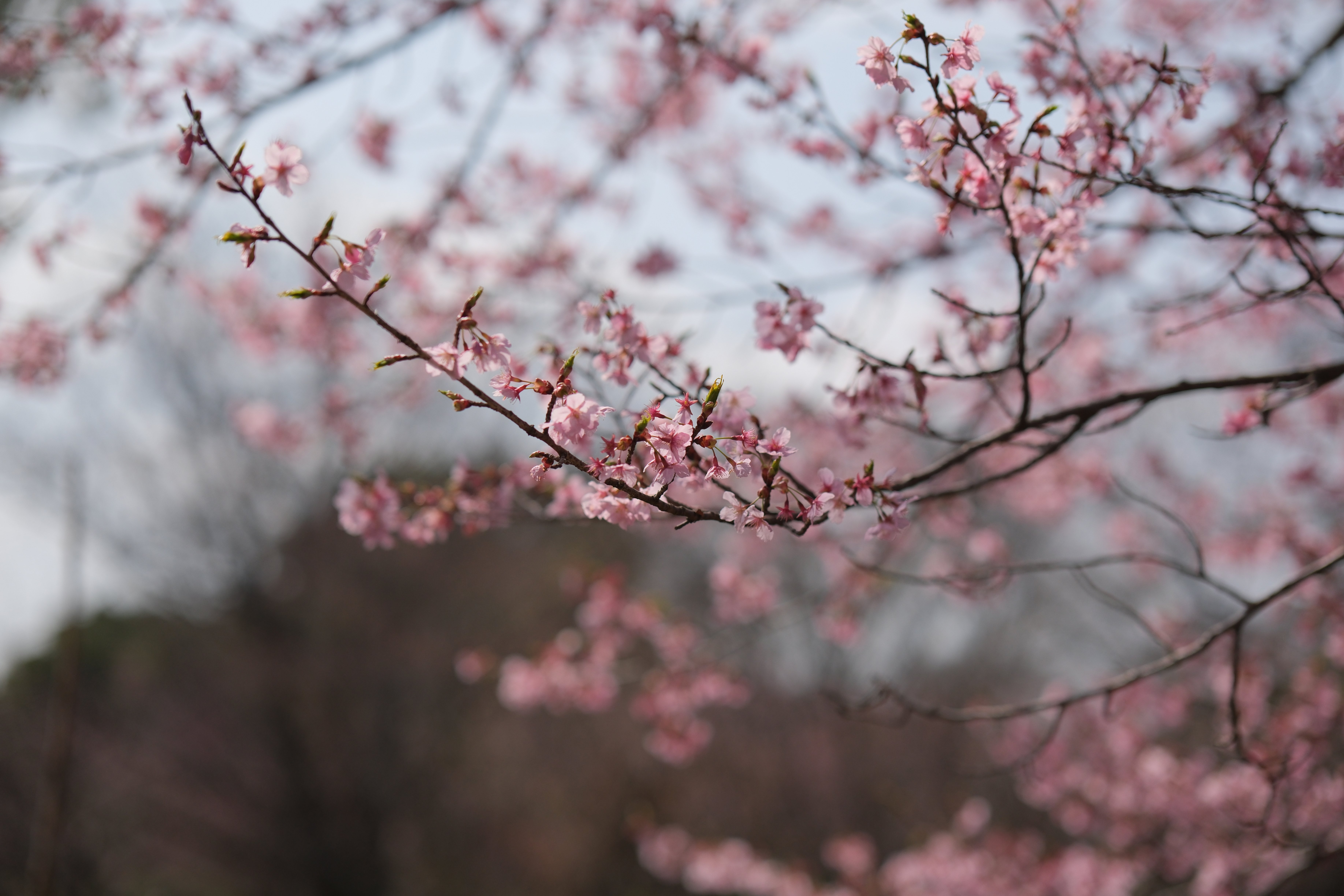 XF単焦点3本で昭和記念公園スナップ #008_2303｜(´・ω・｀)