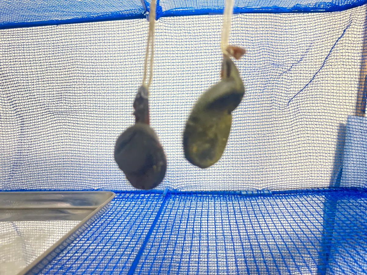 猪胆の作り方|縁里庵かつもと鍼灸院
