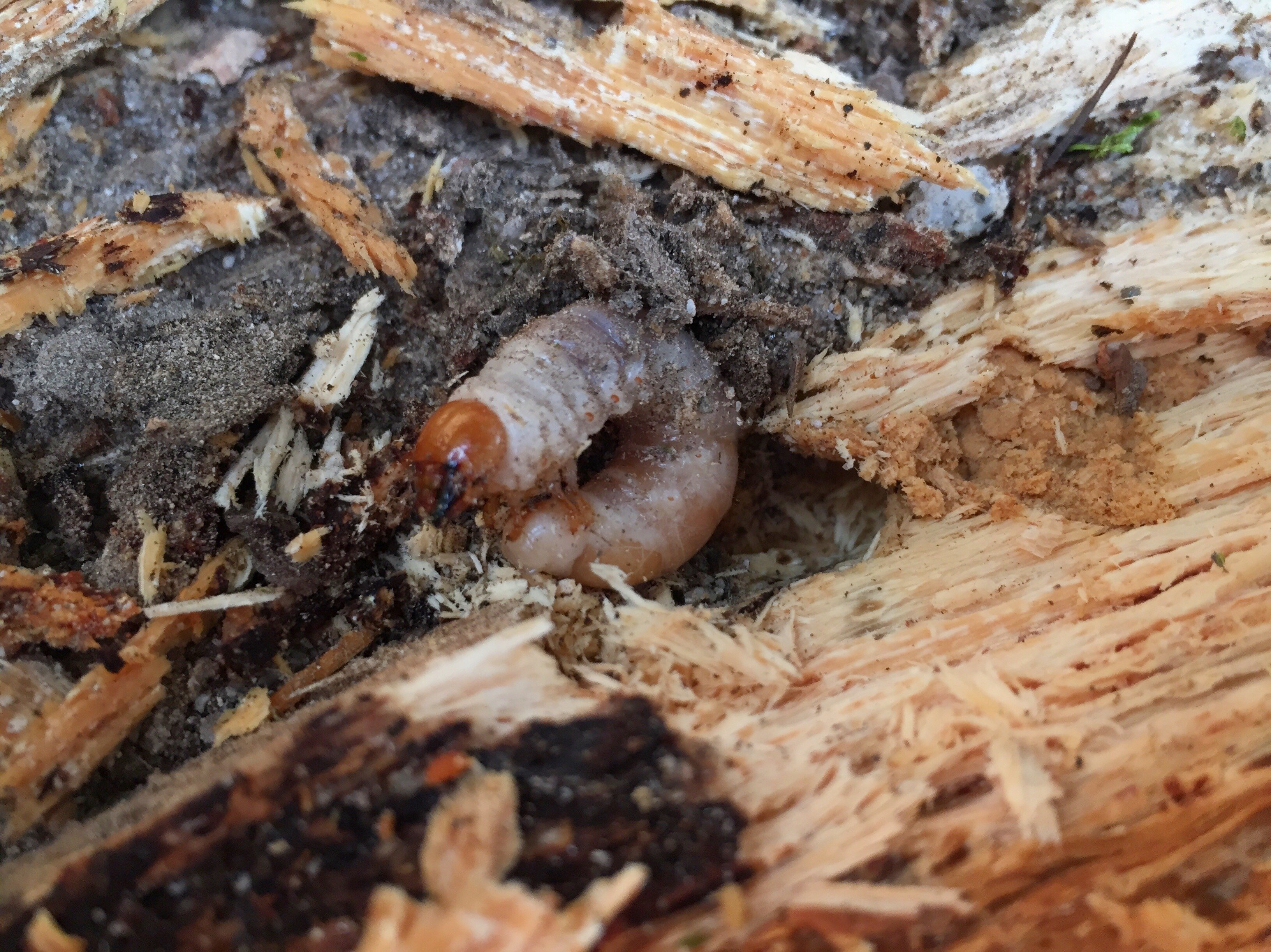 オオクワガタ特大78.6㎜　初令幼虫採集個体 オオクワガタ特大78.6㎜ 初令幼虫採集個体