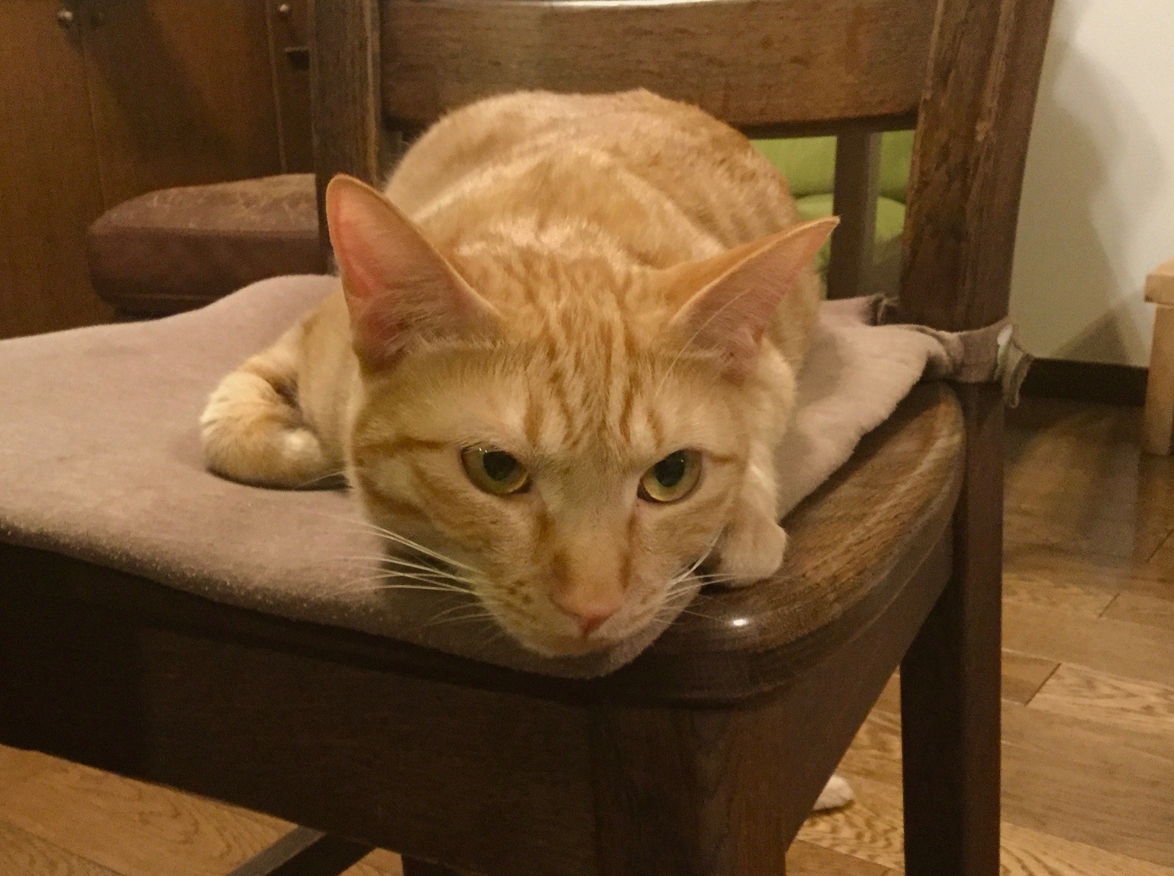 猫目 ふ adidas ZX 9000 '30 Years of Torsion' FU8403