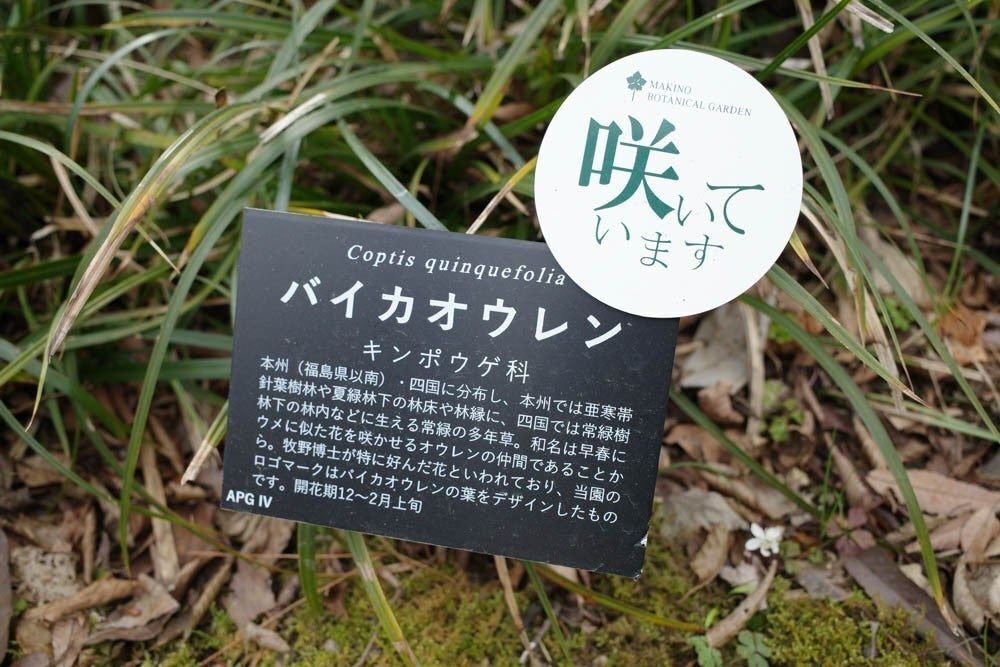 『徳島県植物誌』 阿部近一　～「牧野富太郎博士 剣山で行方不明に」の顛末も 牧野富太郎 草木を愛した博士のドラマ | 光川 康雄 |本 | 通販