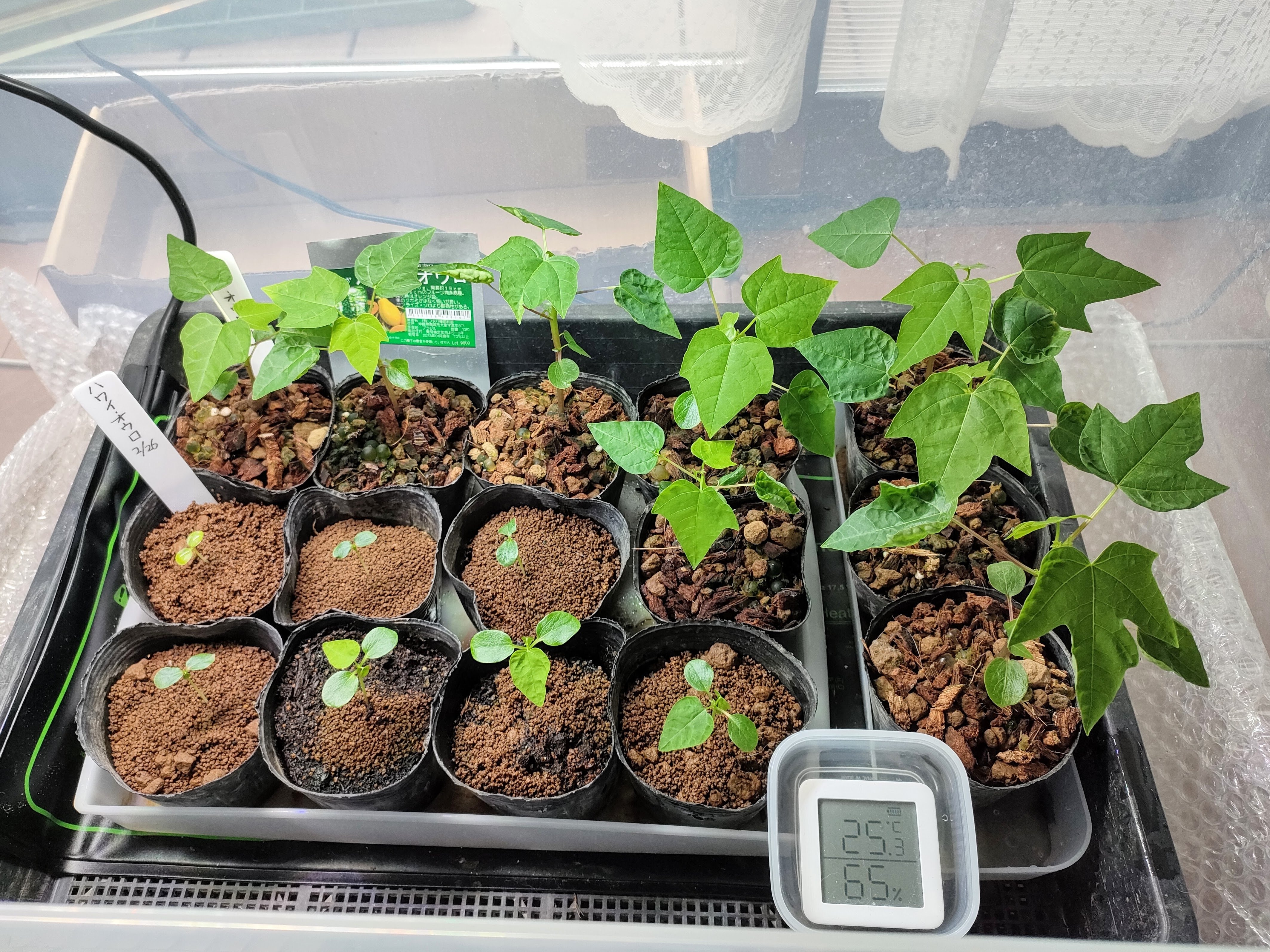 パパイヤ栽培の記録🌴発芽が揃った🌱｜こはくや