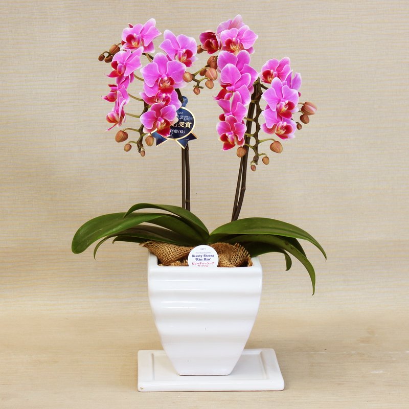 ミディ胡蝶蘭 ピンク系 2本立 オリジナル洋風角鉢