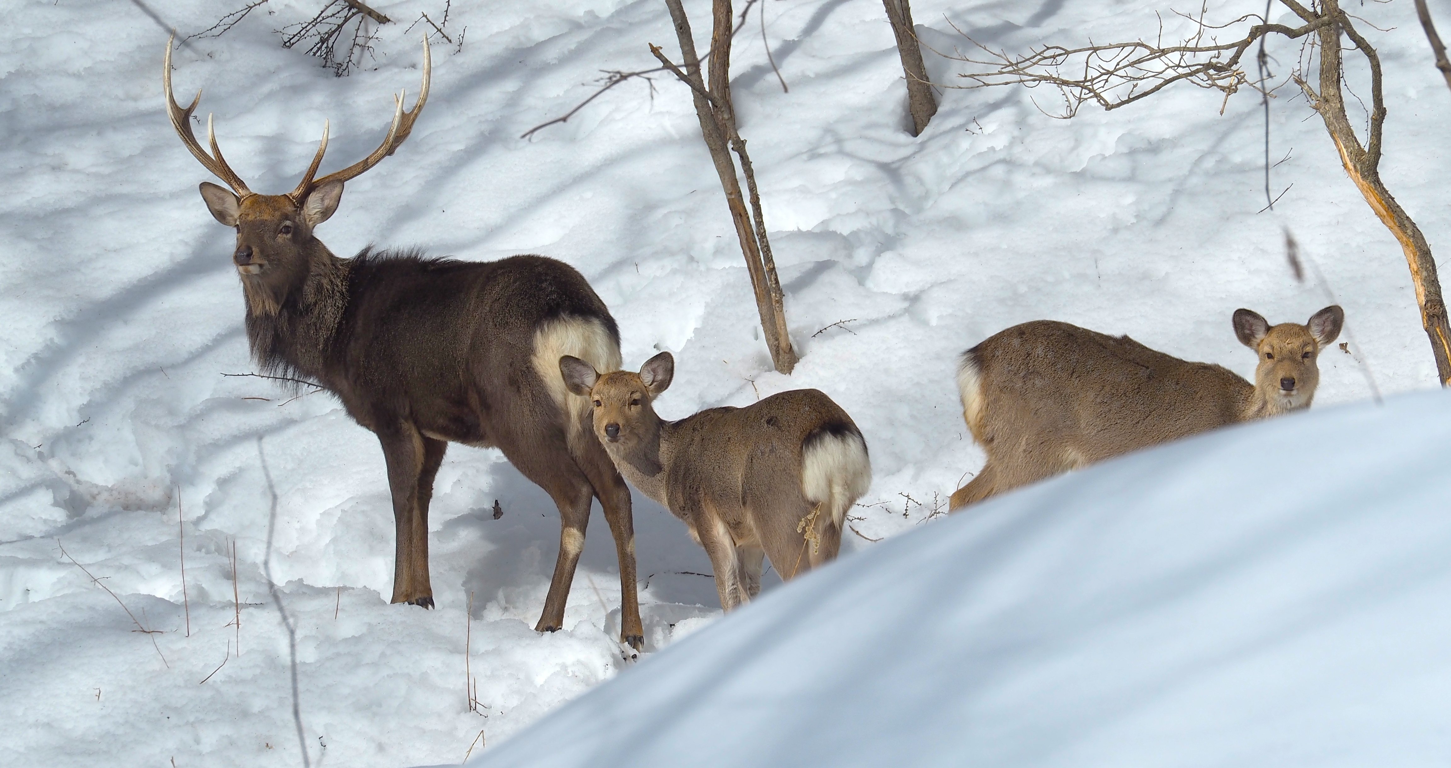 🦌鹿のツノは年に一回 生え変わるんです🦌|もんちゃん🌞♒🌛♐ 🦌鹿のツノは年に一回 生え変わるんです🦌|もんちゃん🌞♒🌛♐