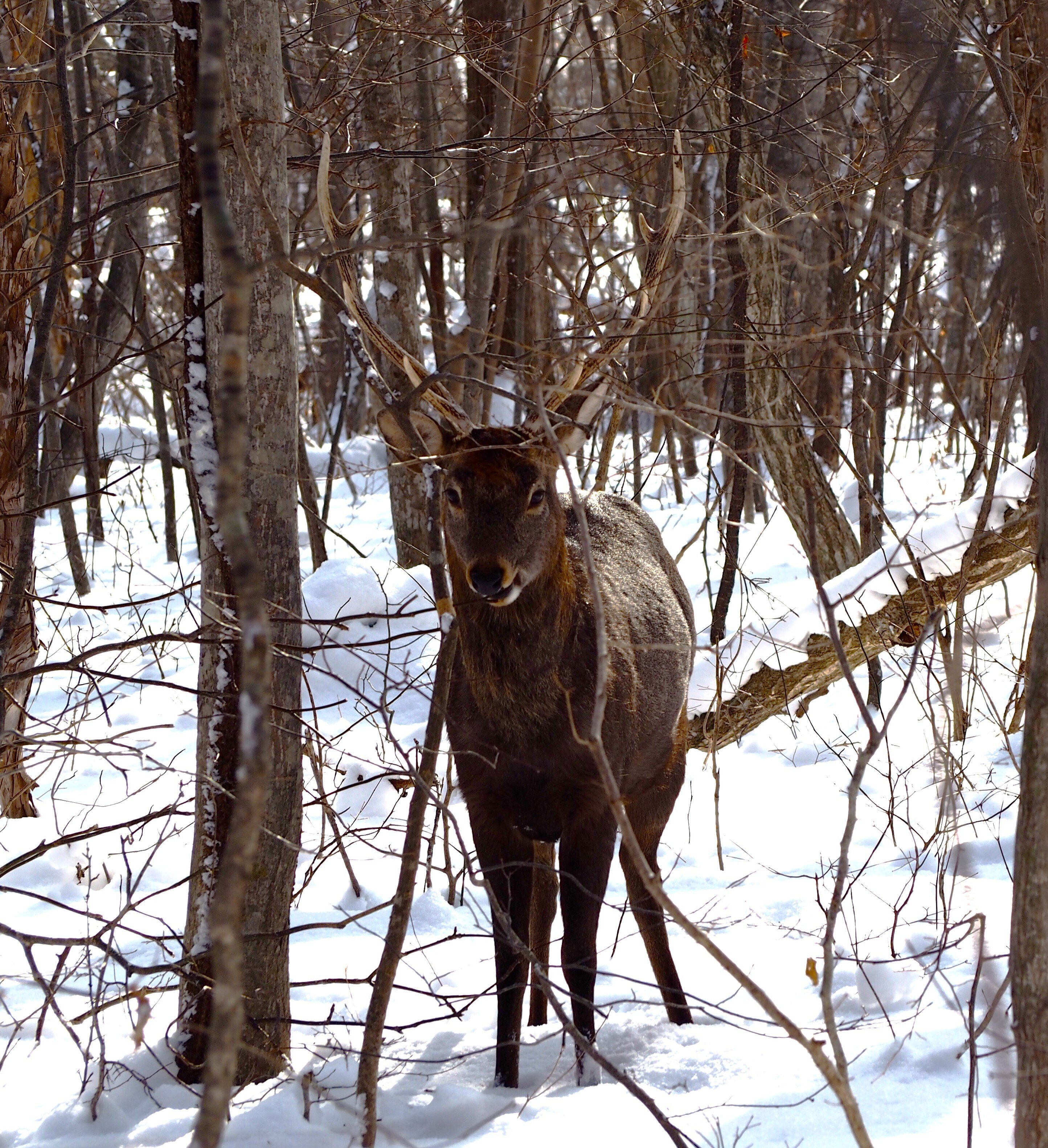 鹿のツノ 24d61a709eee76236acfa27b6ccb76